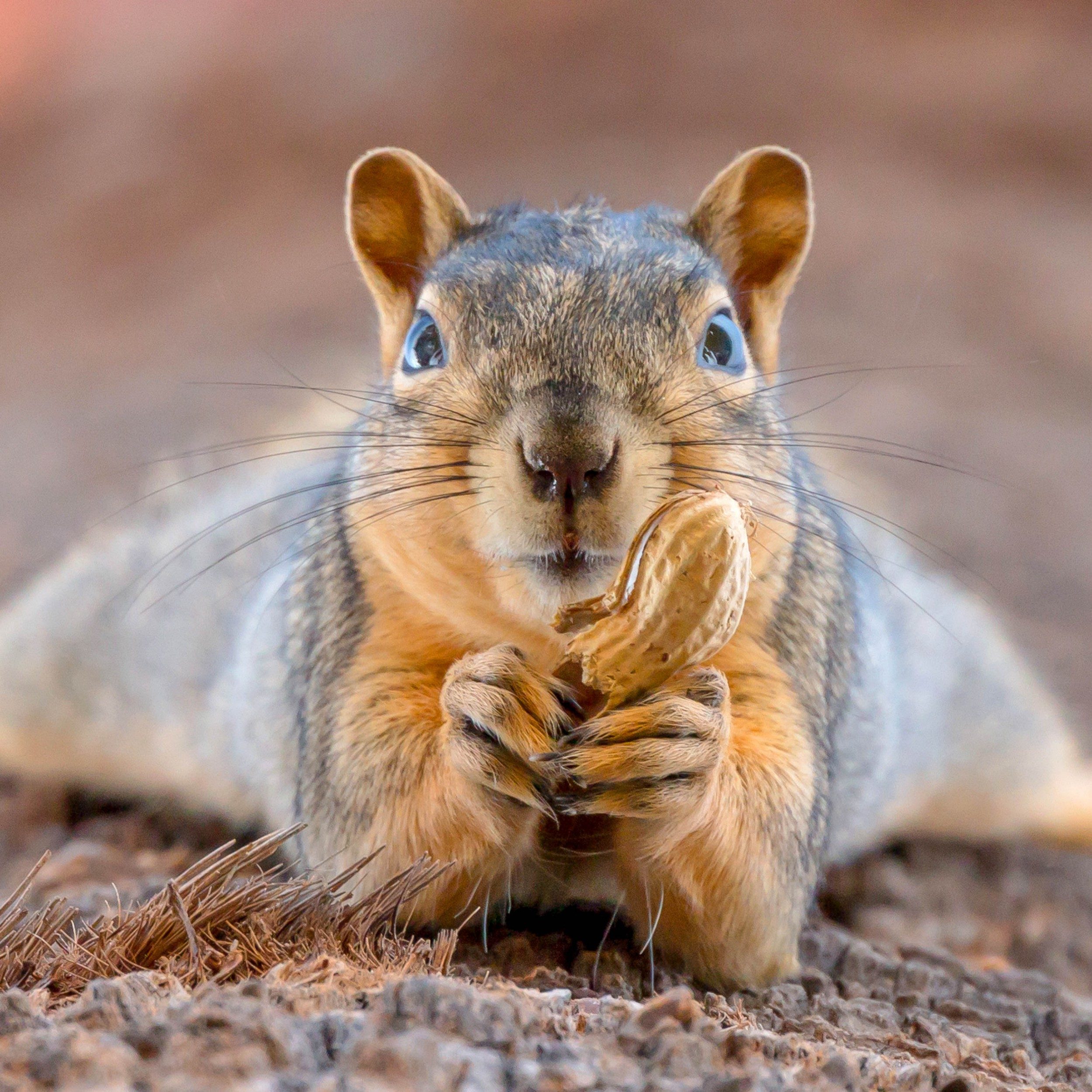 A squirrel has been snapped posing with a nut, in a pose that would ...