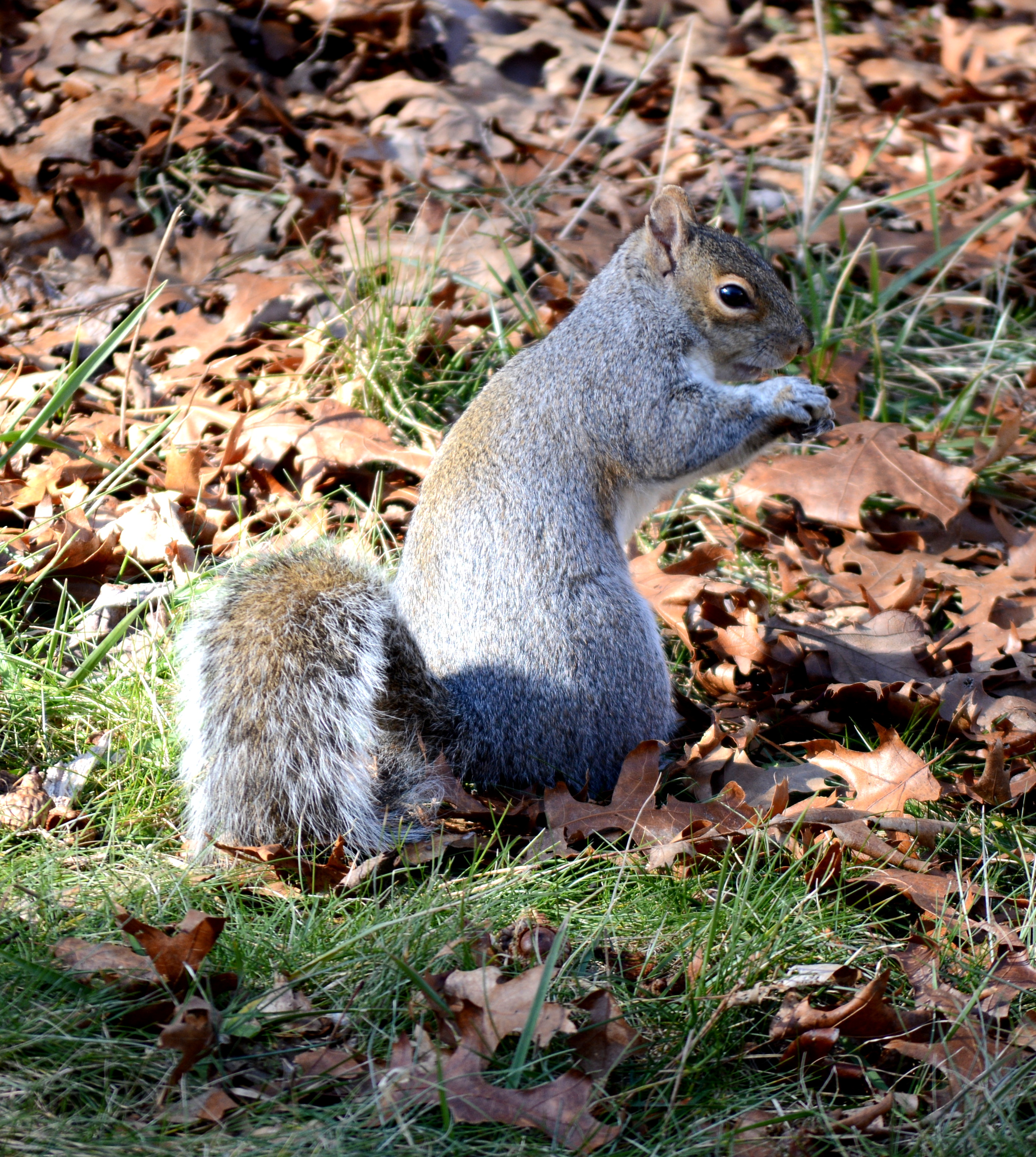 Squirrel, Grey, Rodent, Tail, HQ Photo