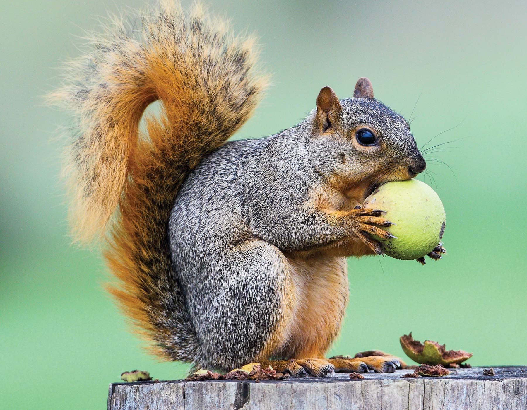 Better Squirrel Habitat | Missouri Department of Conservation