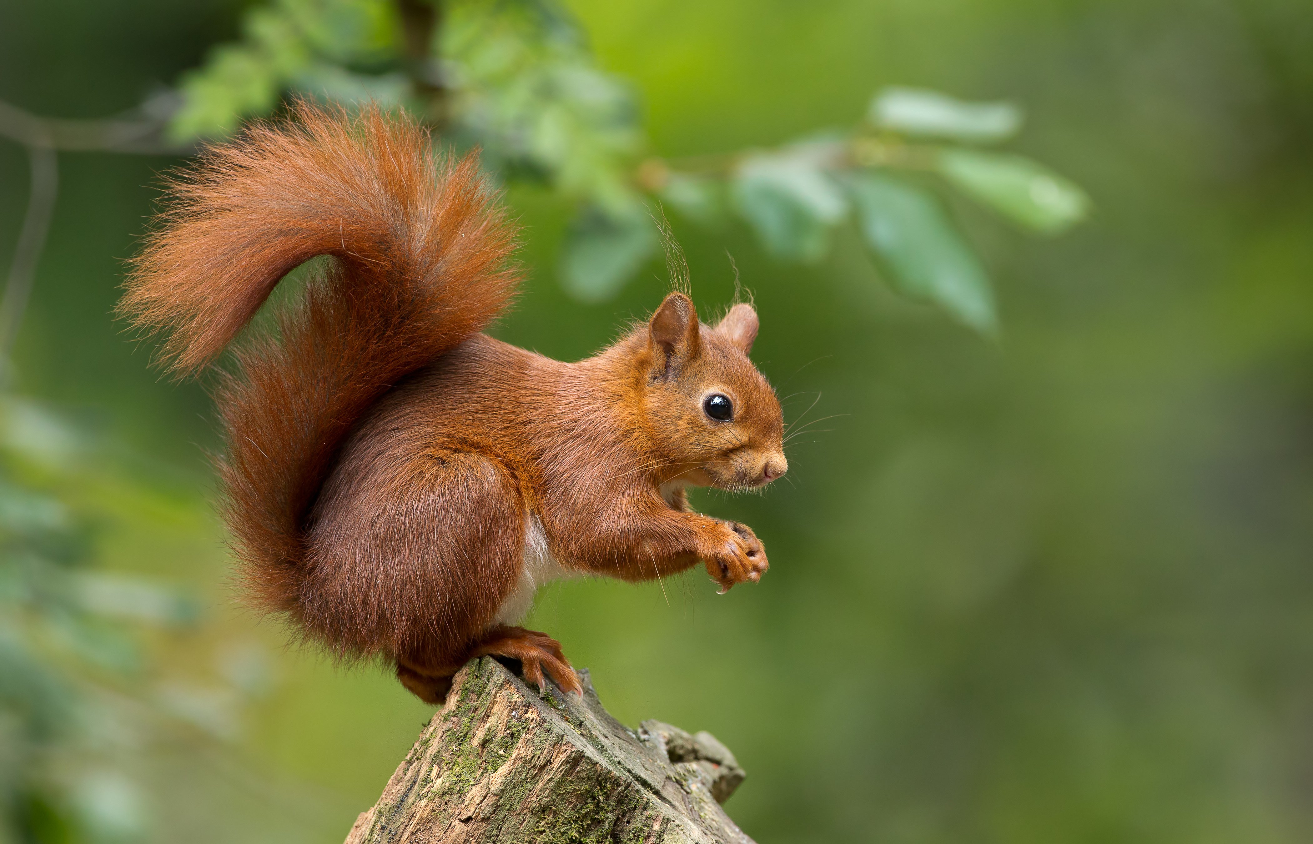 Gardens Wanted For Isle Of Wight Red Squirrel Project - Isle Of ...