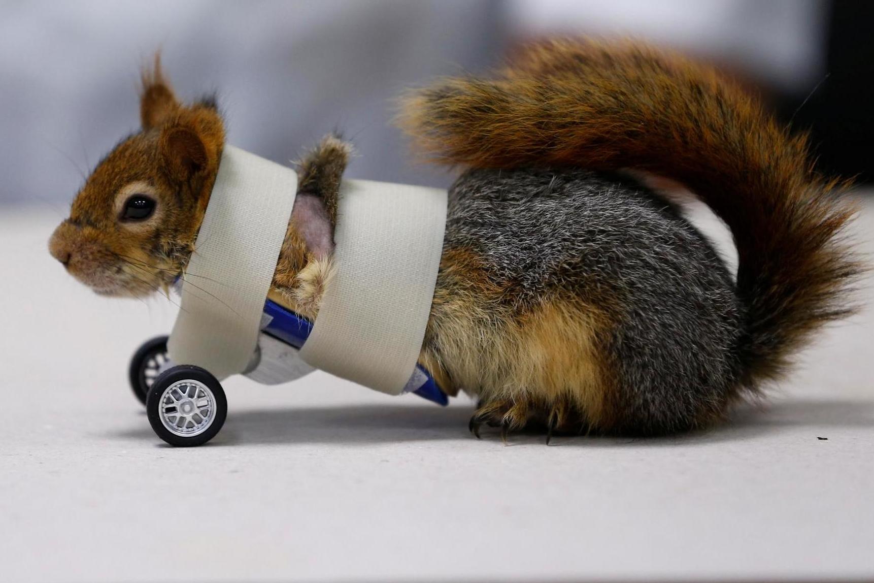 Squirrel named Karamel is given prosthetic wheels after losing front ...