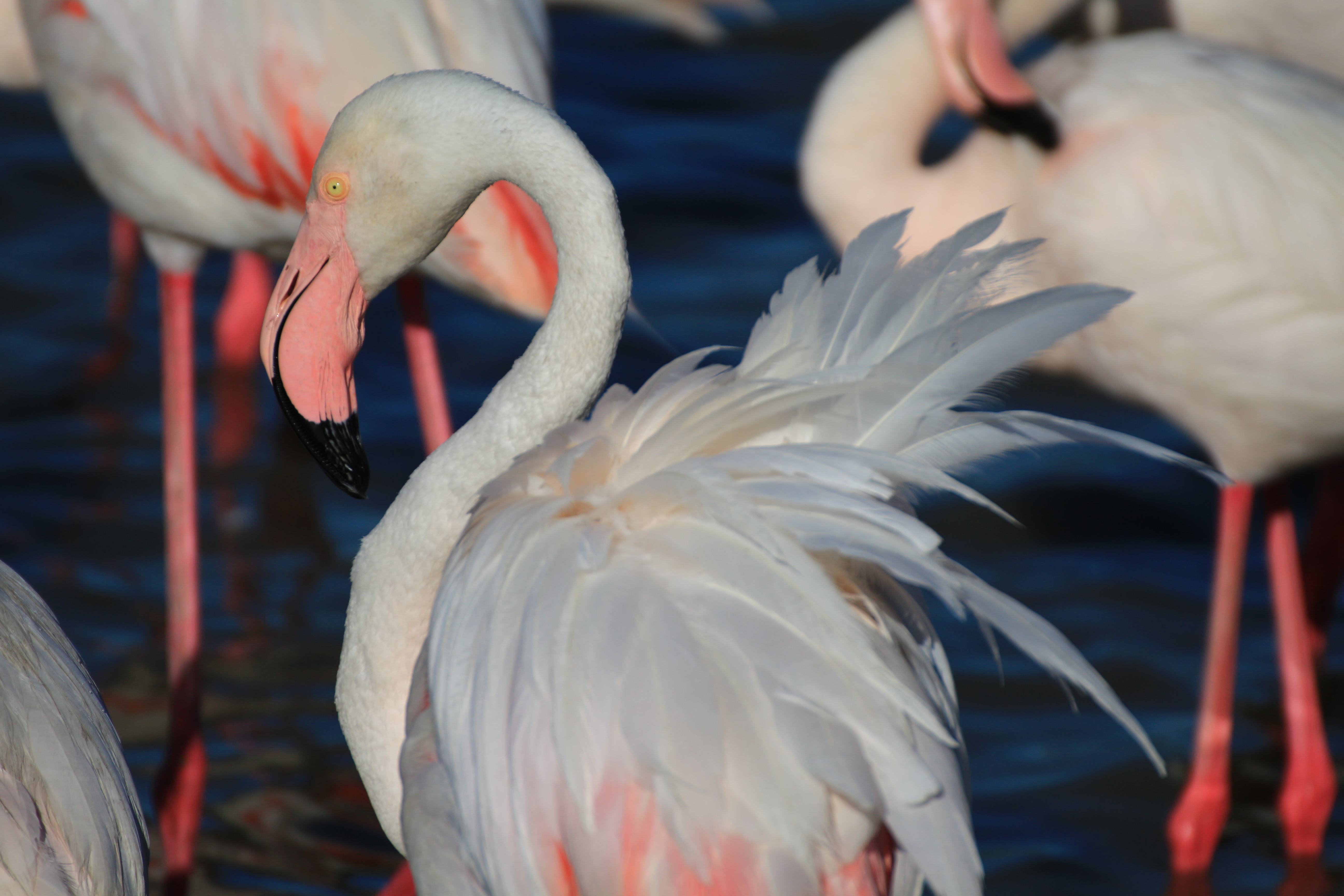 Free Photo Stéphanie Baumard Flamant Rose Phoenicopterus