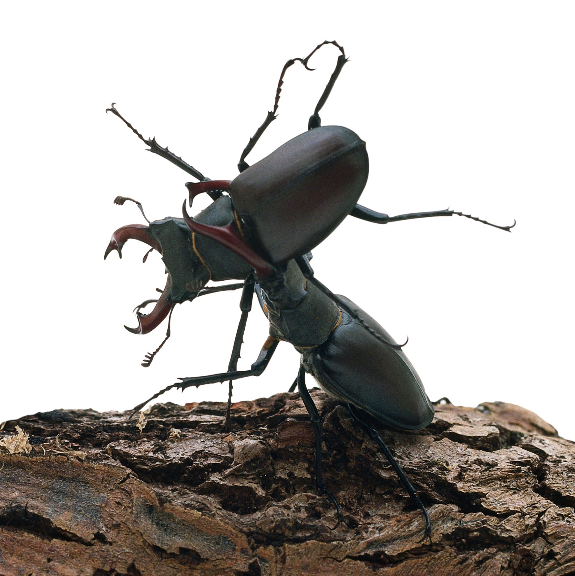Stag Beetle Facts | What Are Stag Beetles? | DK Find Out