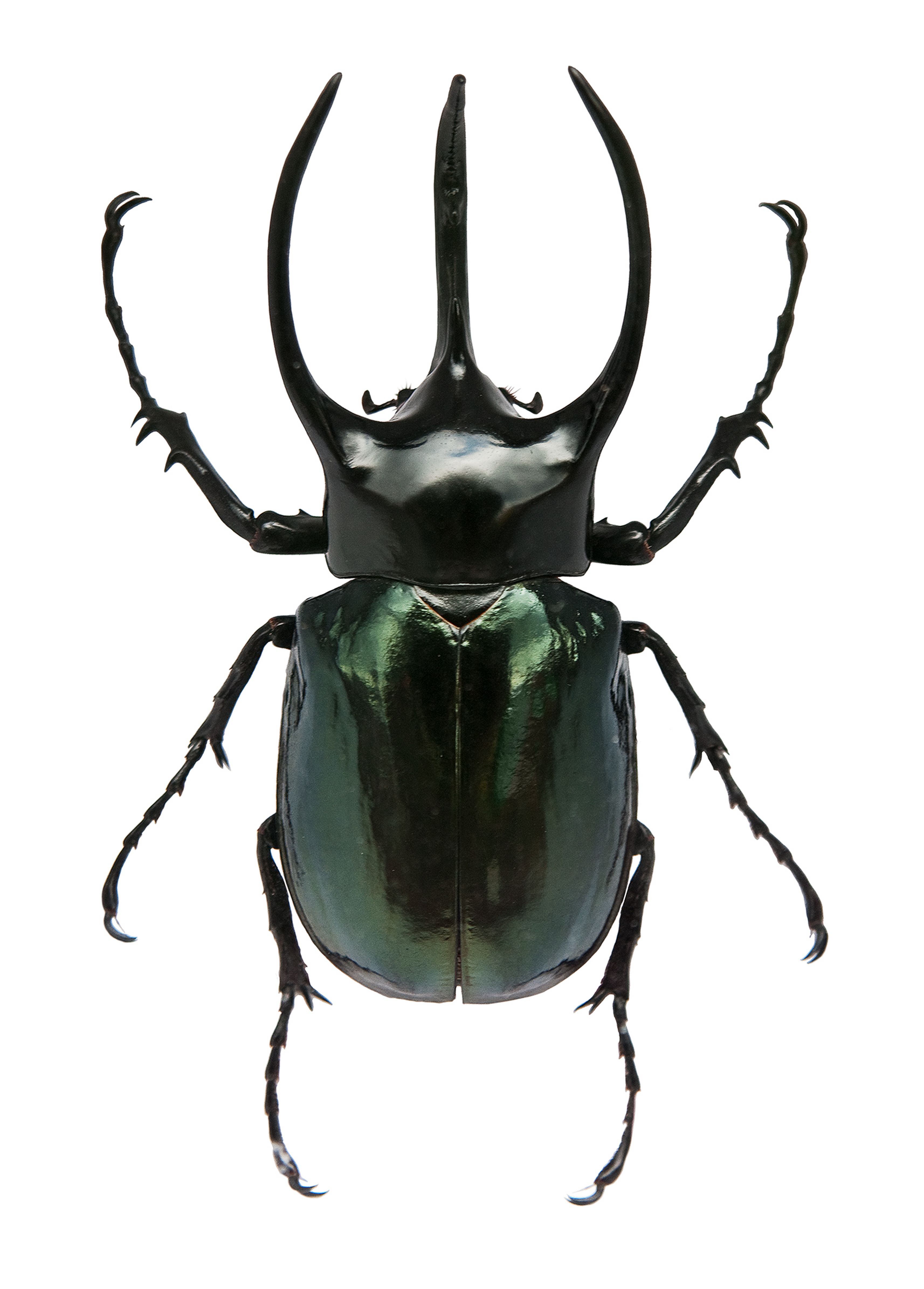 Stag beetle. | Butterfly wings, insects & other fun things ...