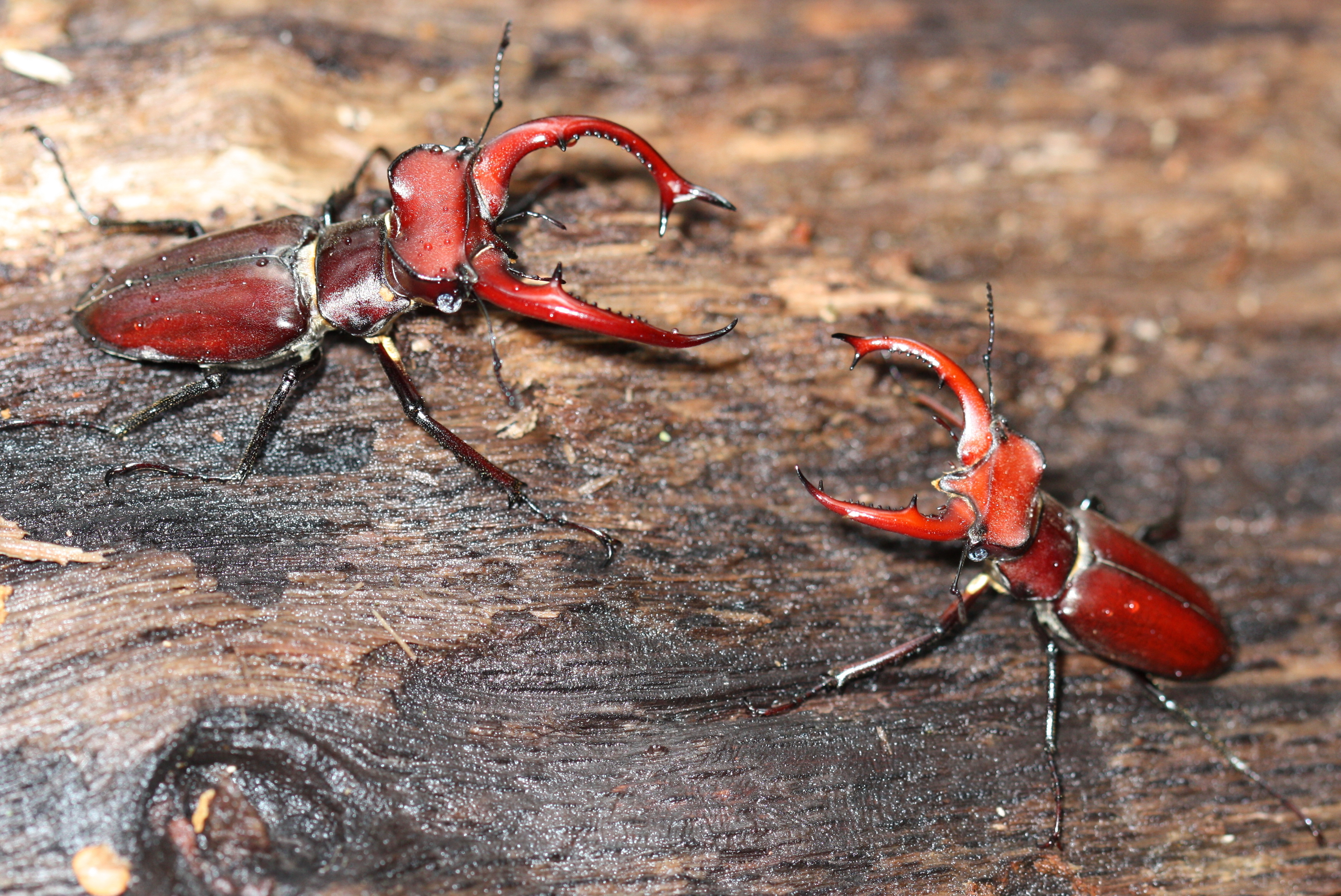Giant Stag Beetles – CompassLive