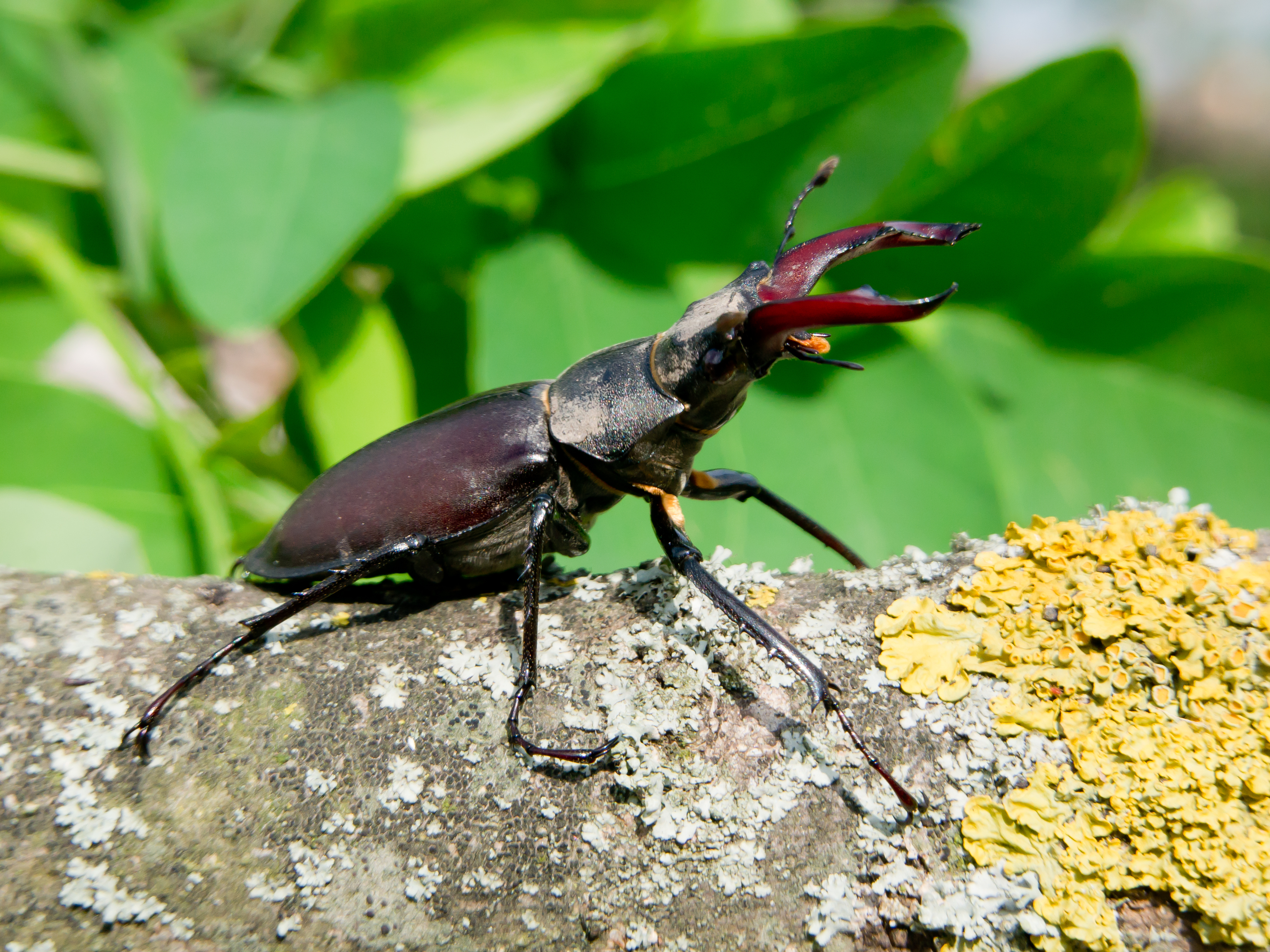 Stag beetle (lucanus cervus) photo