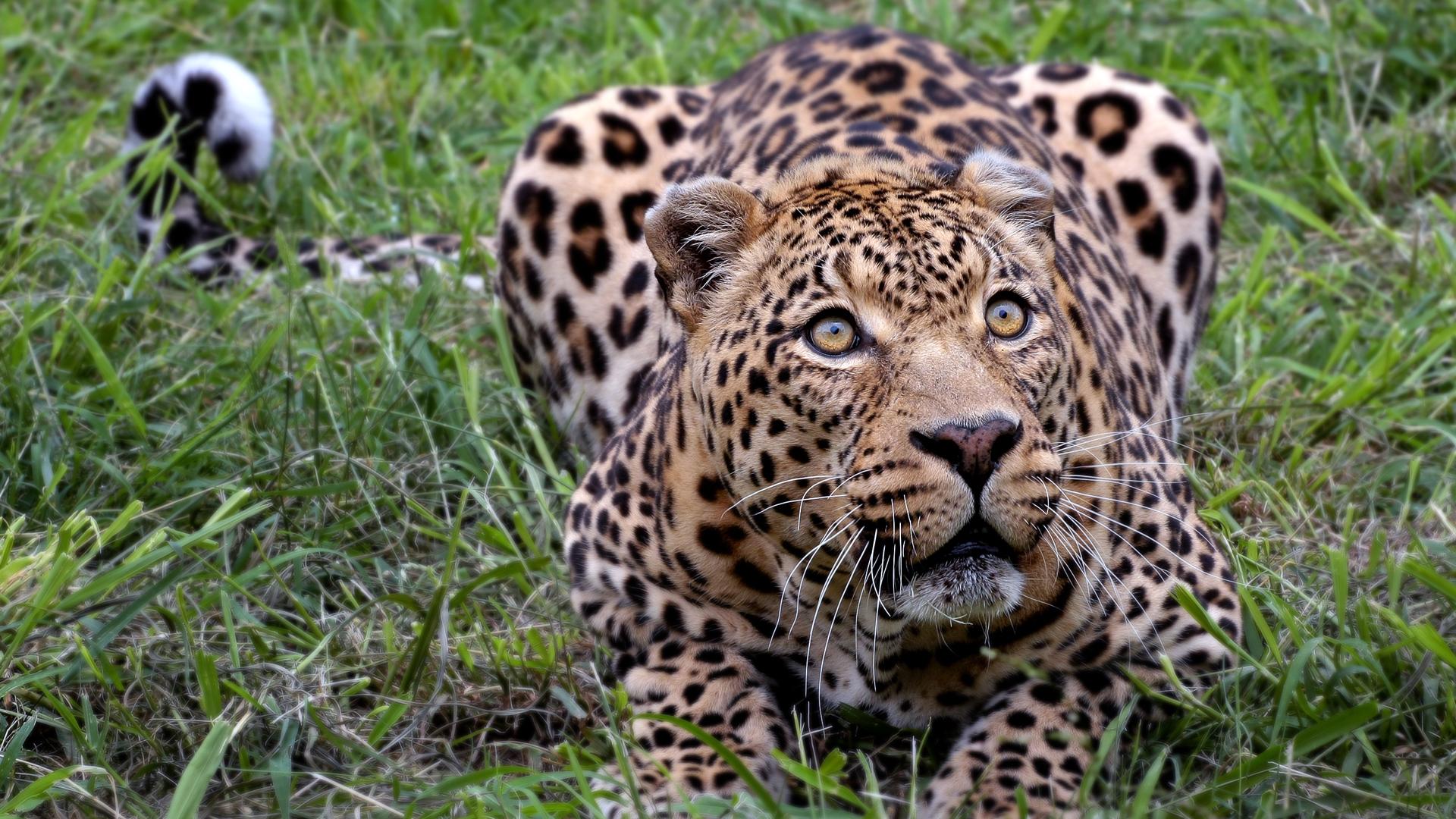 Stalking Leopard - ThingLink