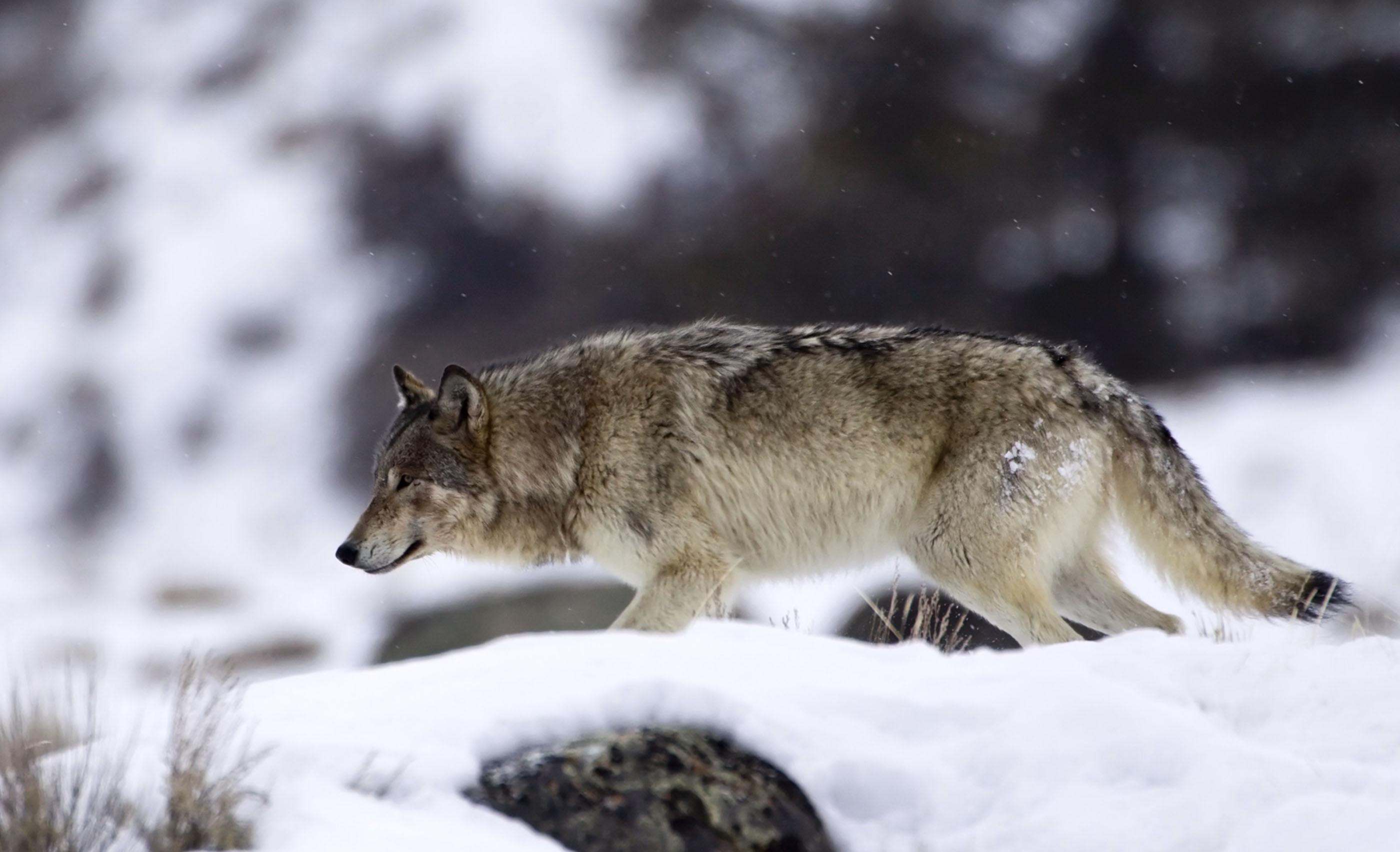Ten great places to see animals up close A female gray wolf stalking ...