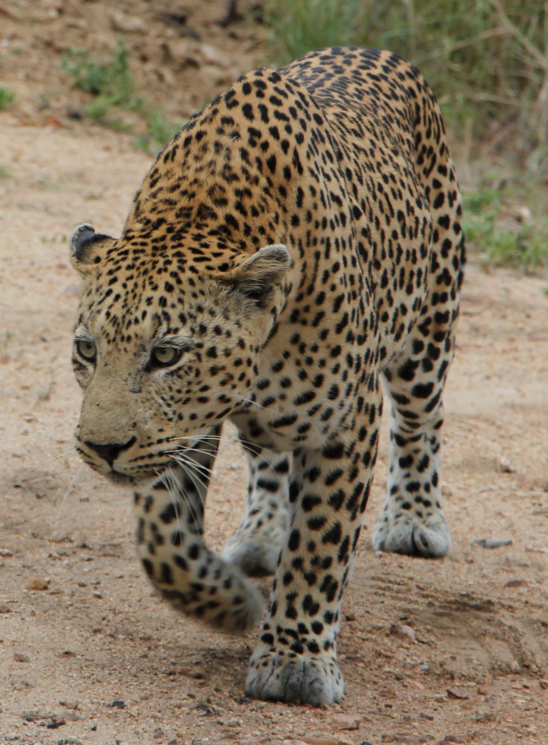 STALKING LEOPARD | WILDLIFE | Pinterest | Leopards, Wildlife and Animal