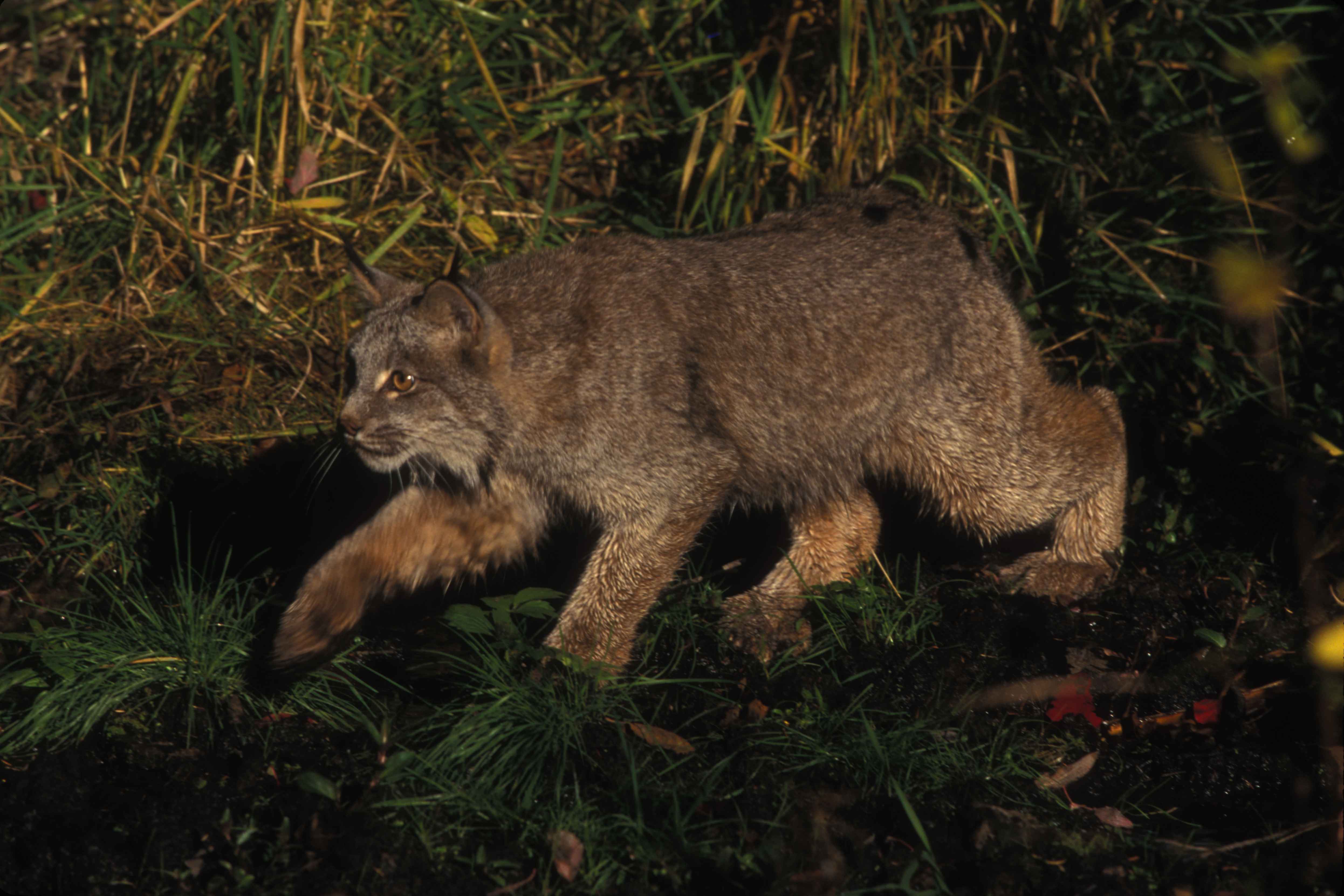 Free picture: lynx, stalking, prey