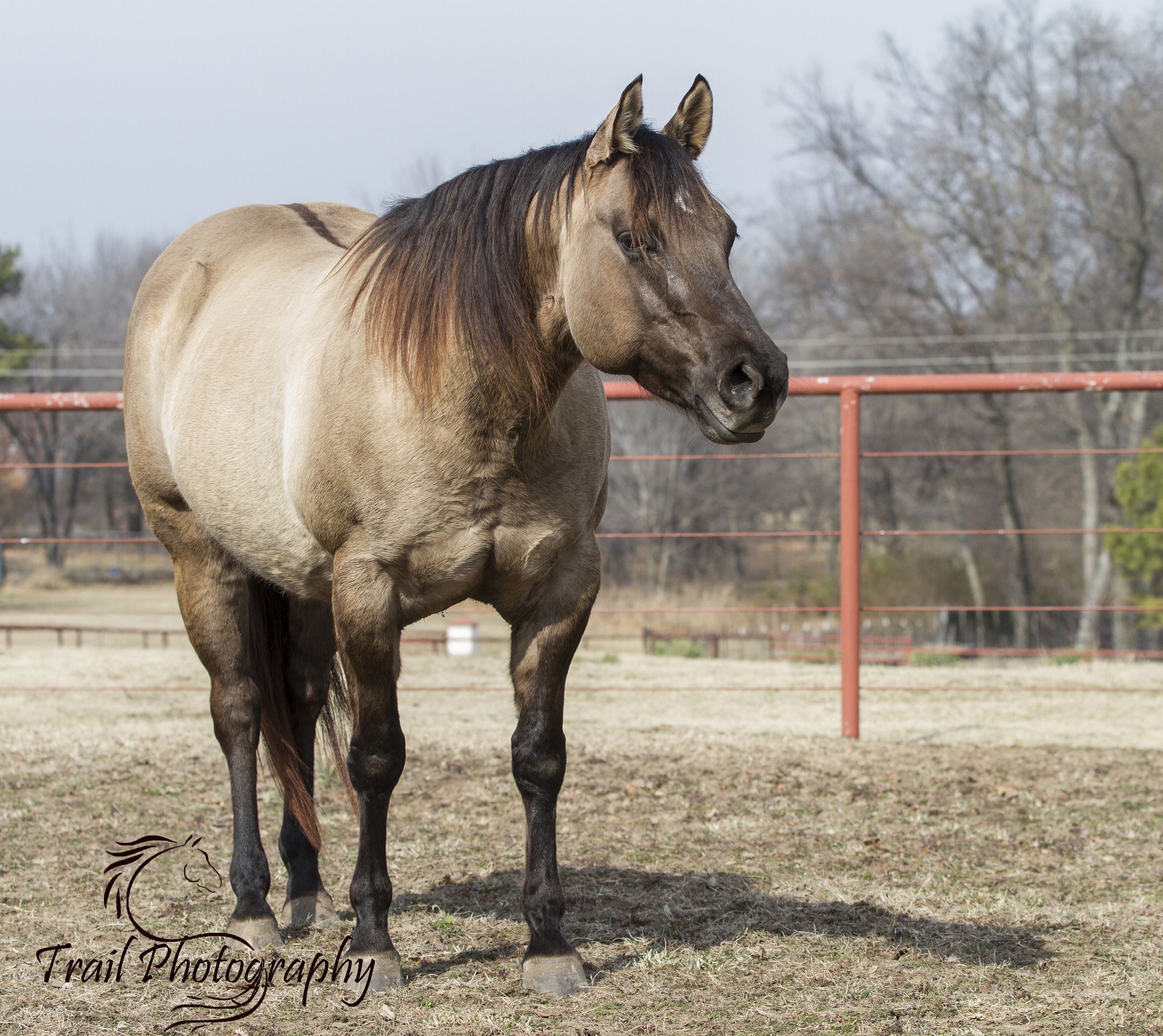Grulla Quarter Horse (Sage) | Horse, American quarter horses and ...