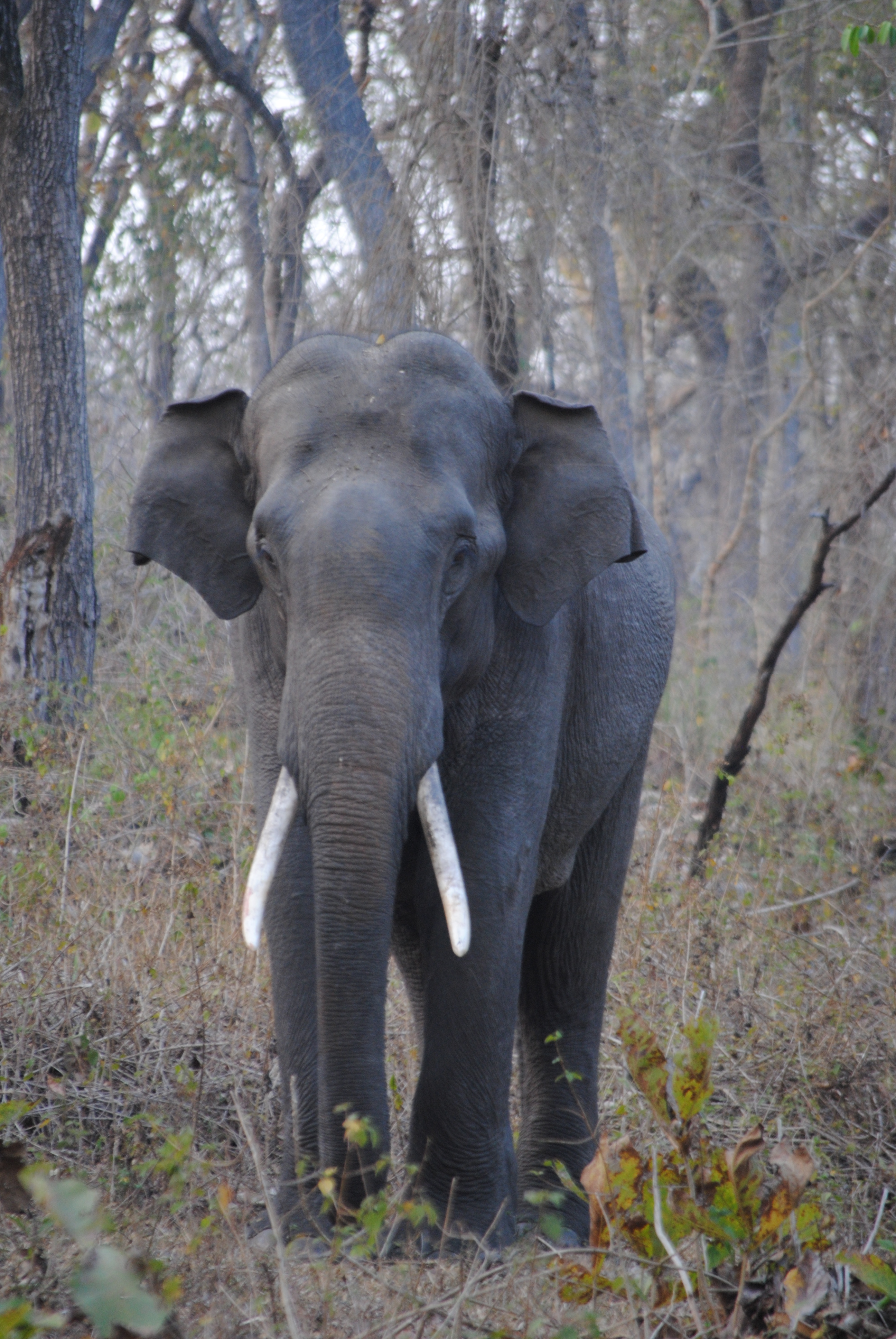 Standing alone giant big tusk elephant, African, Male, Wild, Tusk, HQ Photo