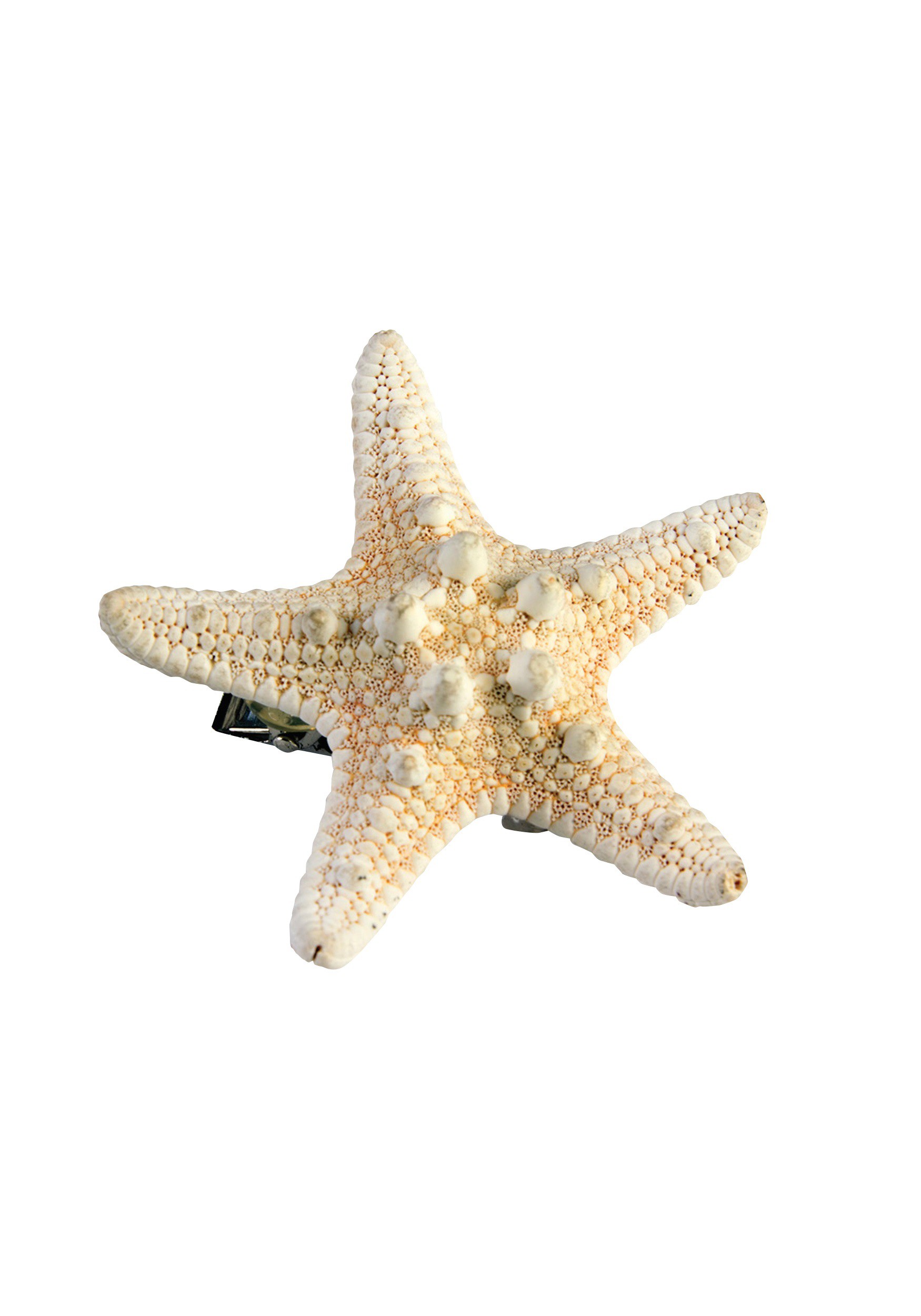 Starfish photo