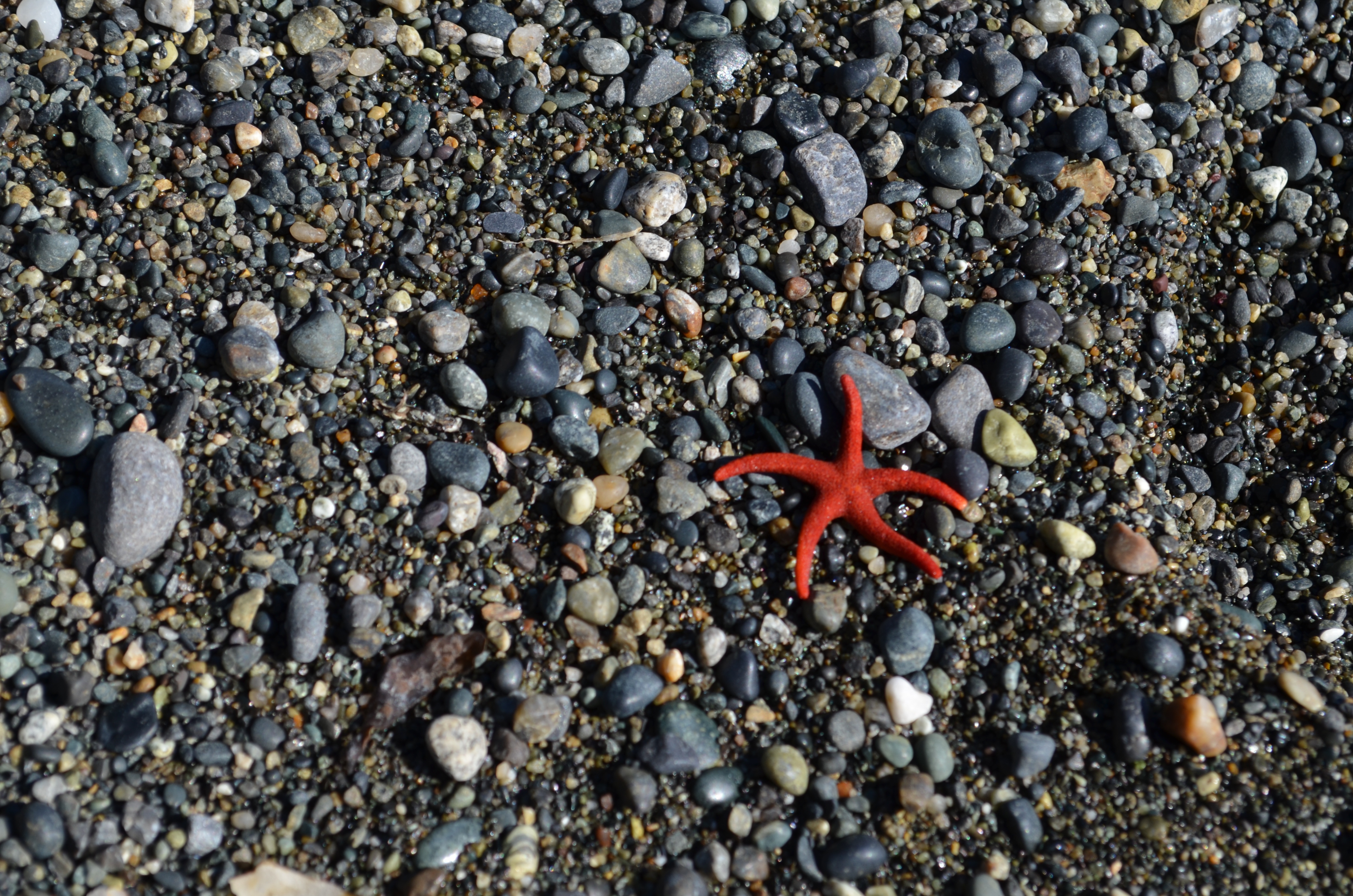 Star fish, Beach, Fish, Nature, Rock, HQ Photo