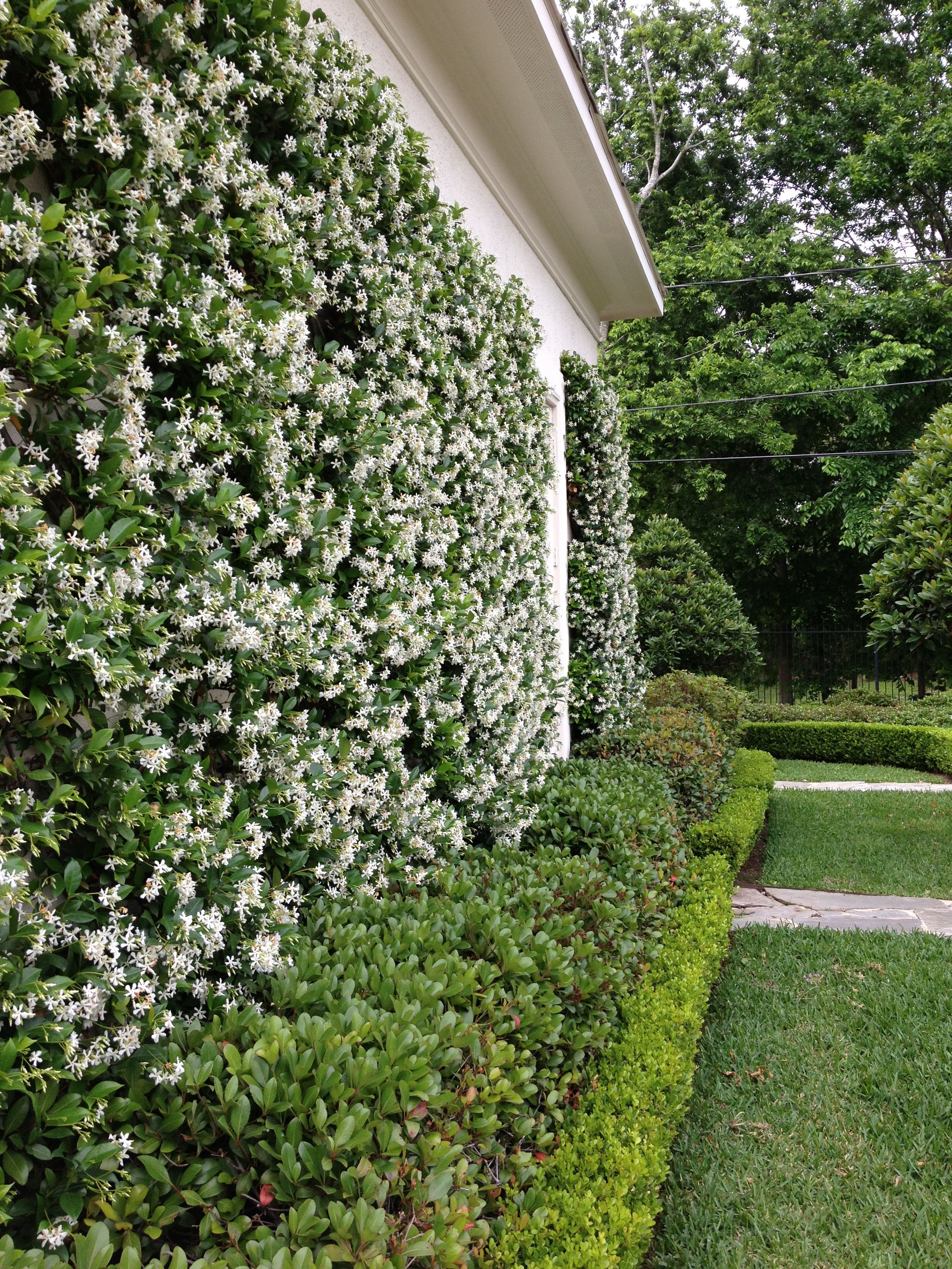 star jasmine, LOVE the smell, I miss this a lot when I had my little ...