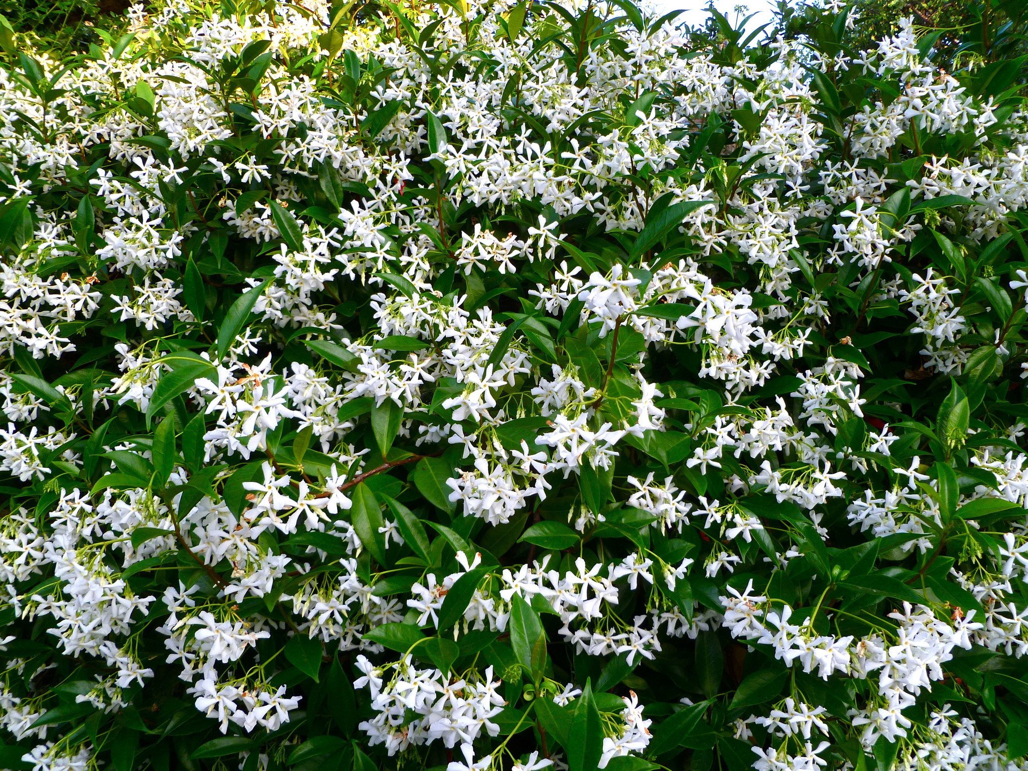 Star Jasmine Plants Online | Buy lilly Pilly Plants Online | Free ...