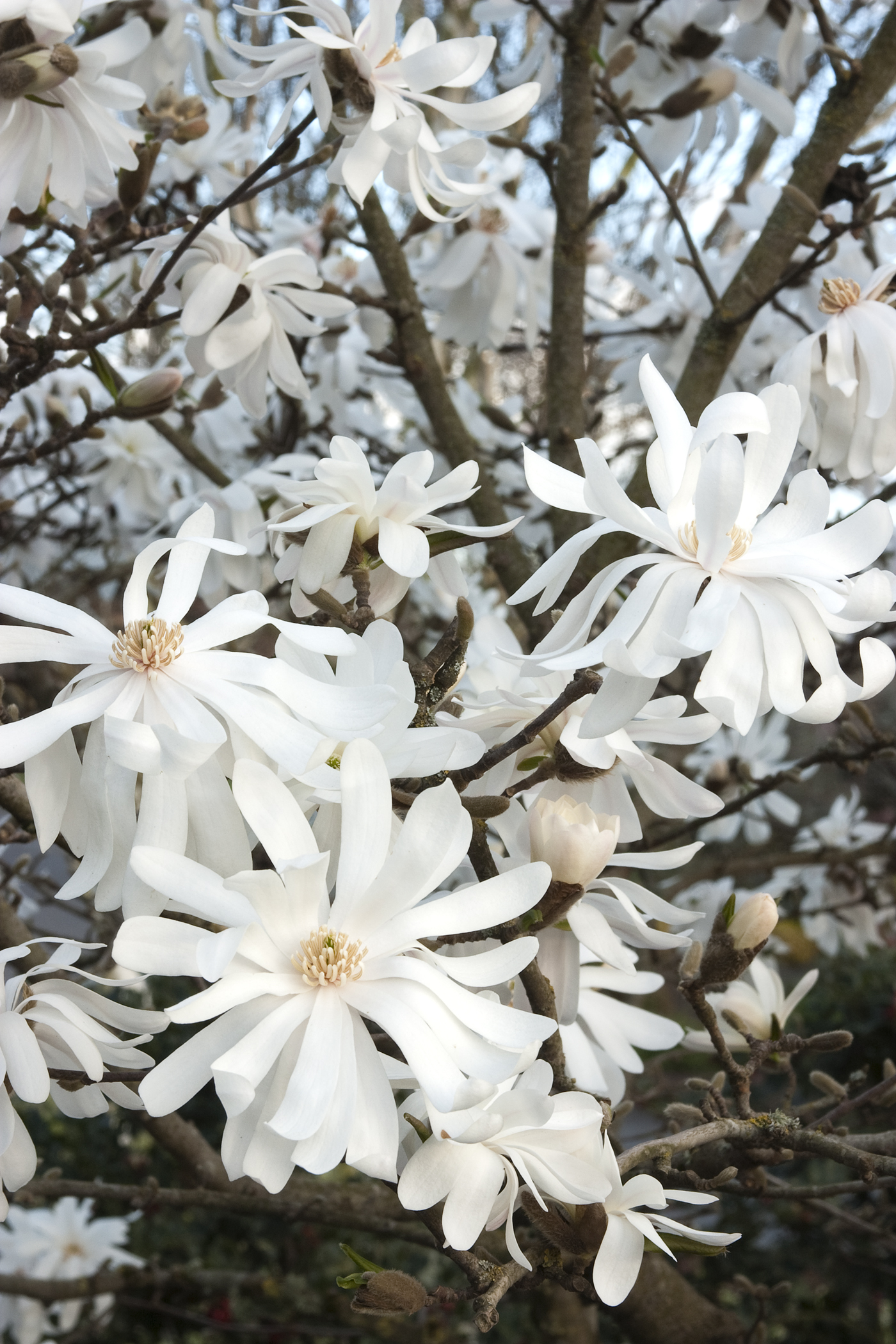 Star magnolia photo
