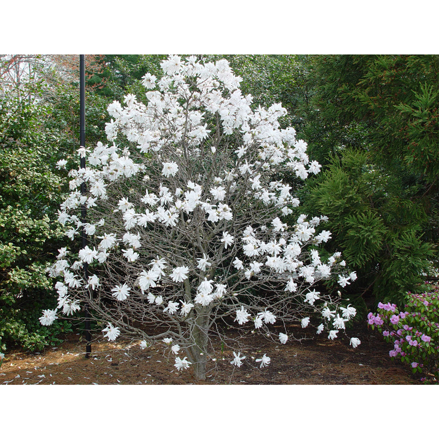 Magnolia Tree - Royal Star - Potted Plant - 3 Pack: Growers Solution