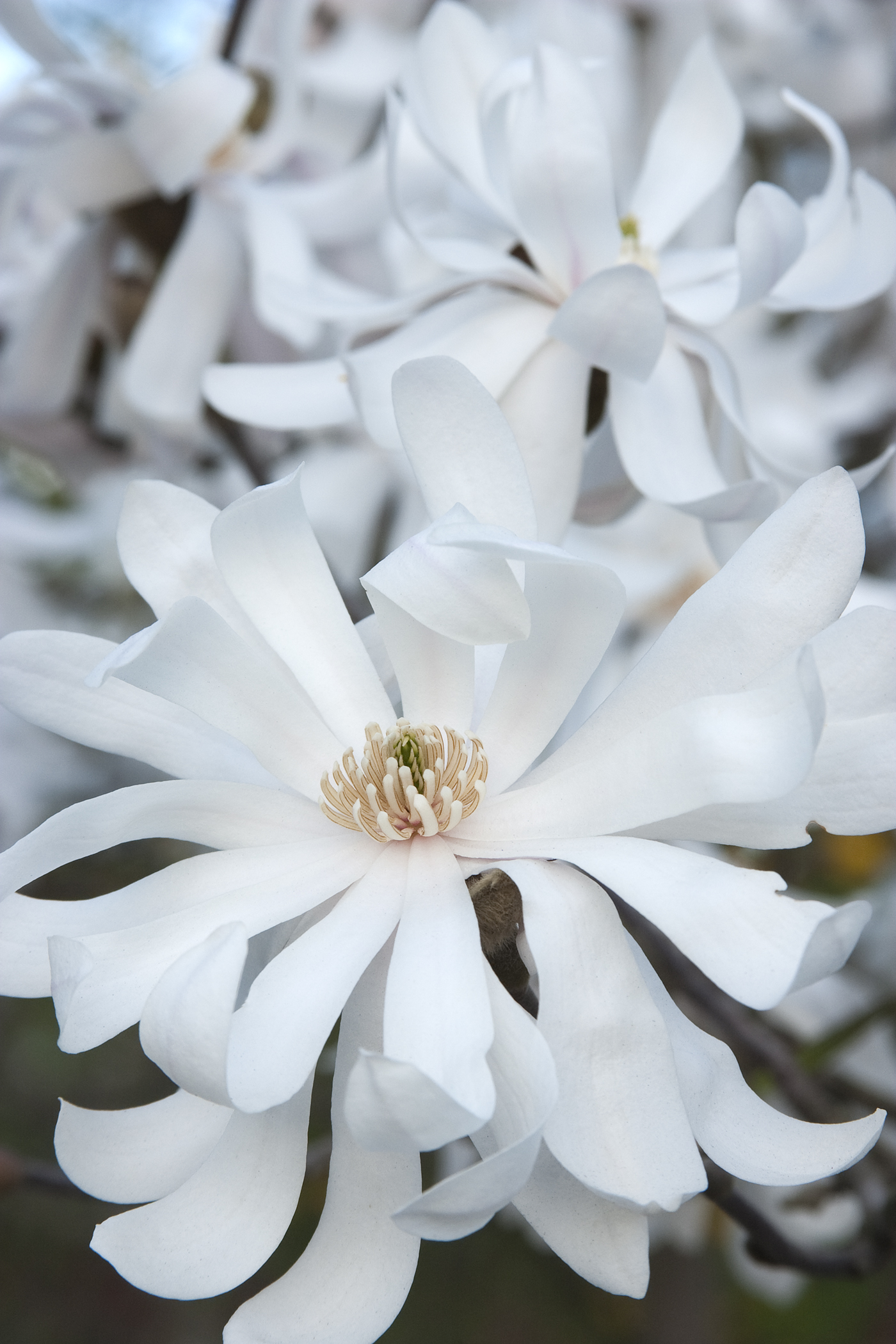 Royal Star Magnolia - Monrovia - Royal Star Magnolia