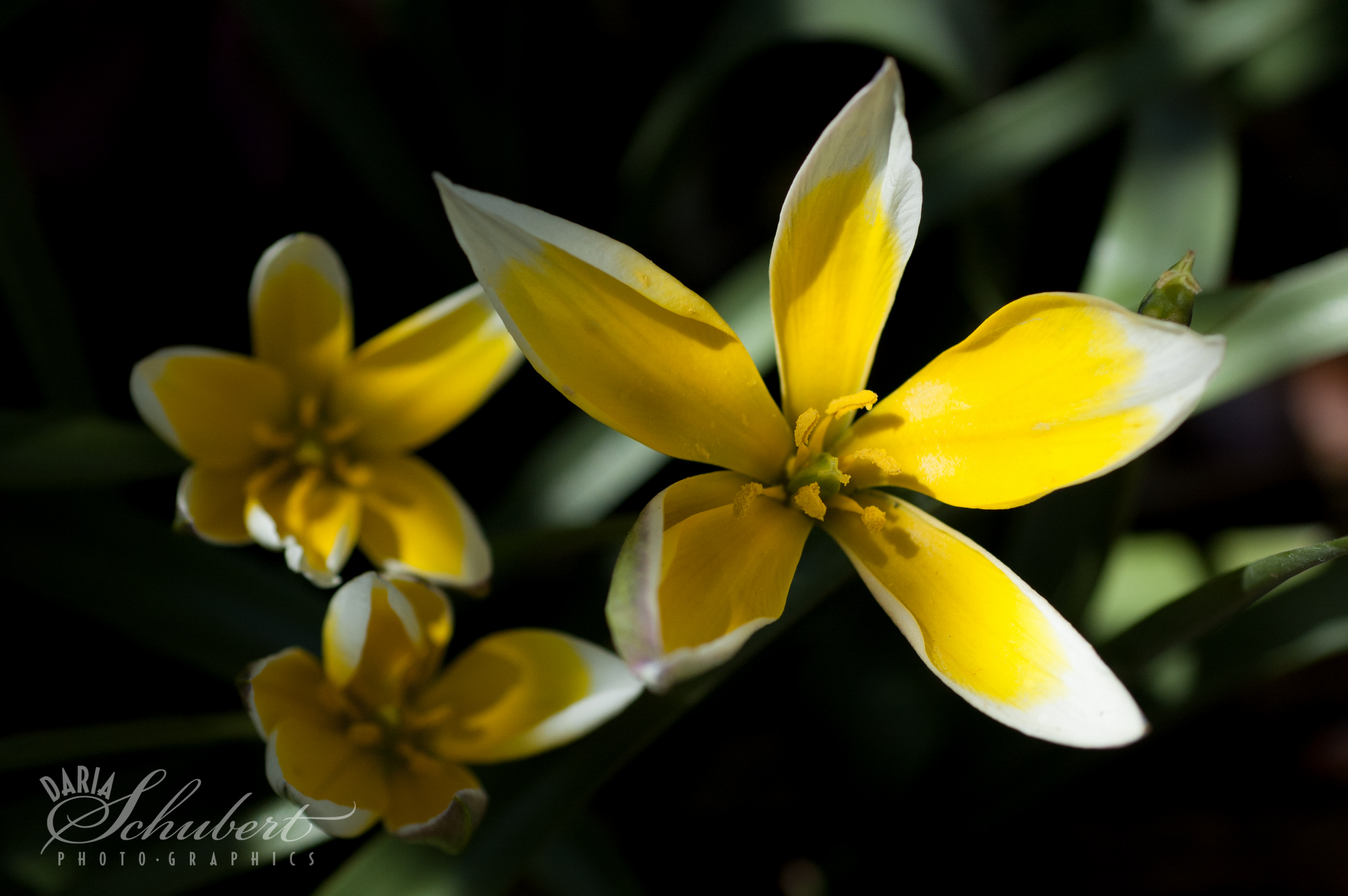 Star tulip photo