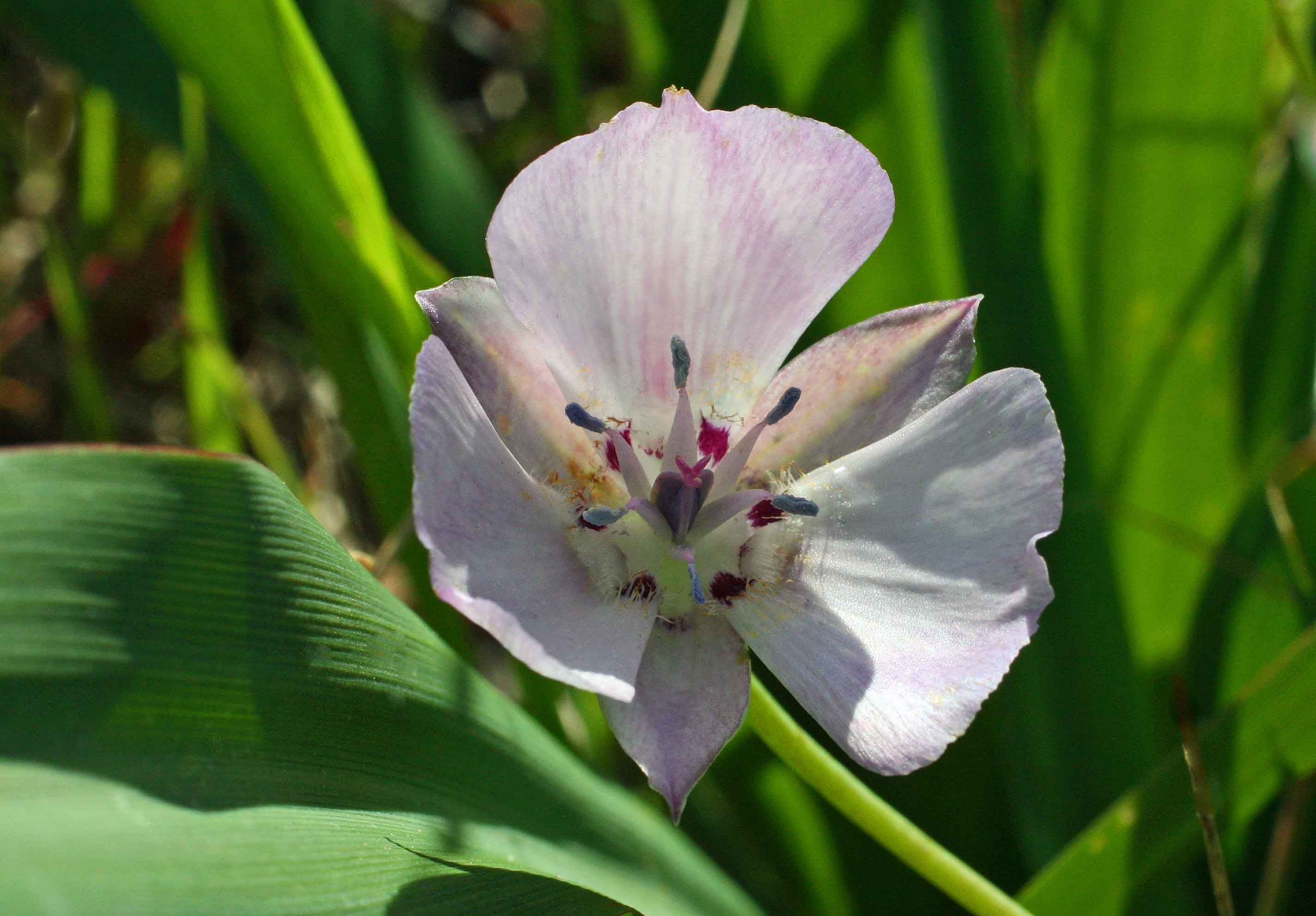 Calochortus umbellatus - Oakland star tulip | Wildflowers | Pinterest