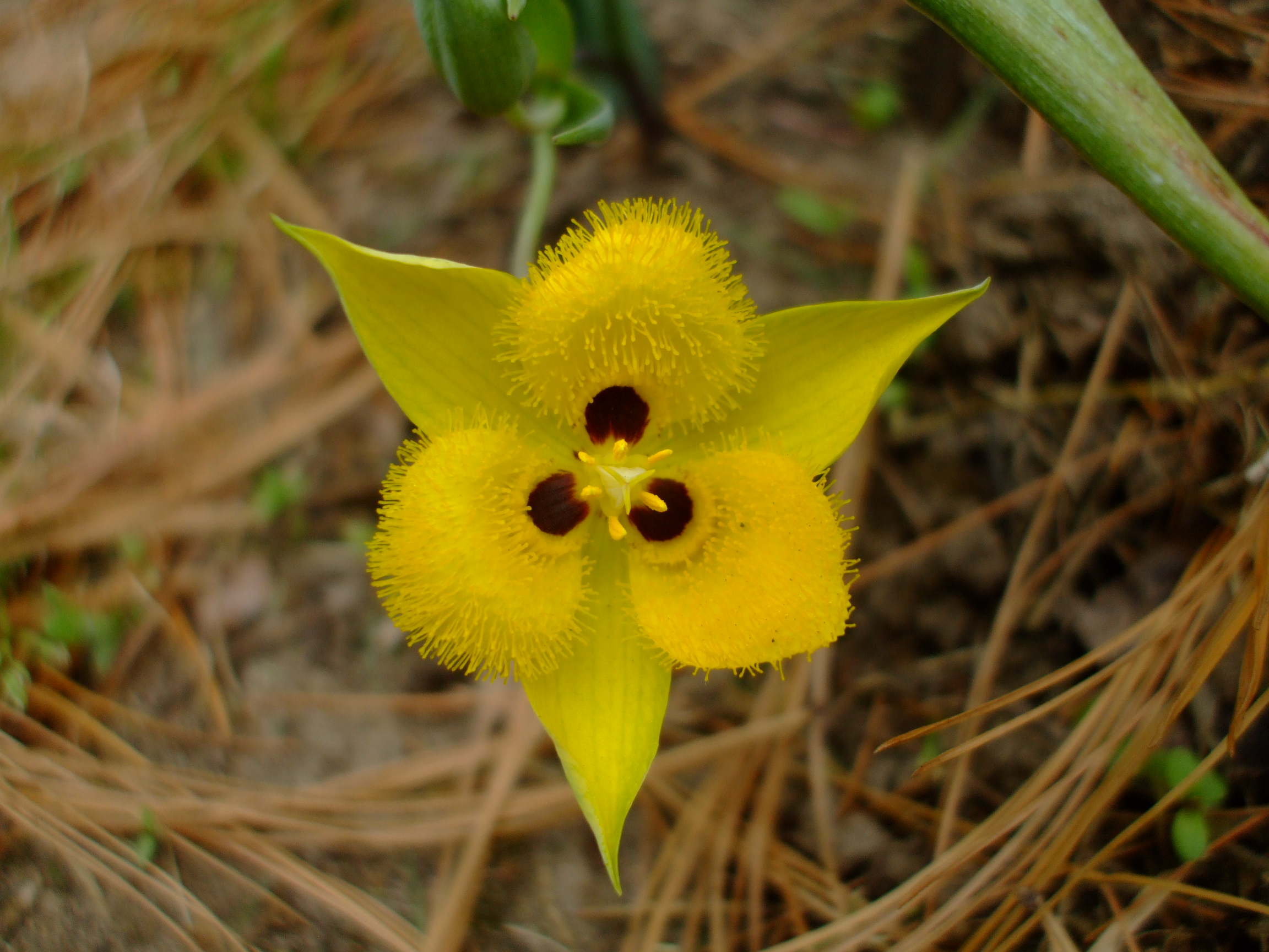 Calochortus monophyllus (Yellow Star Tulip)