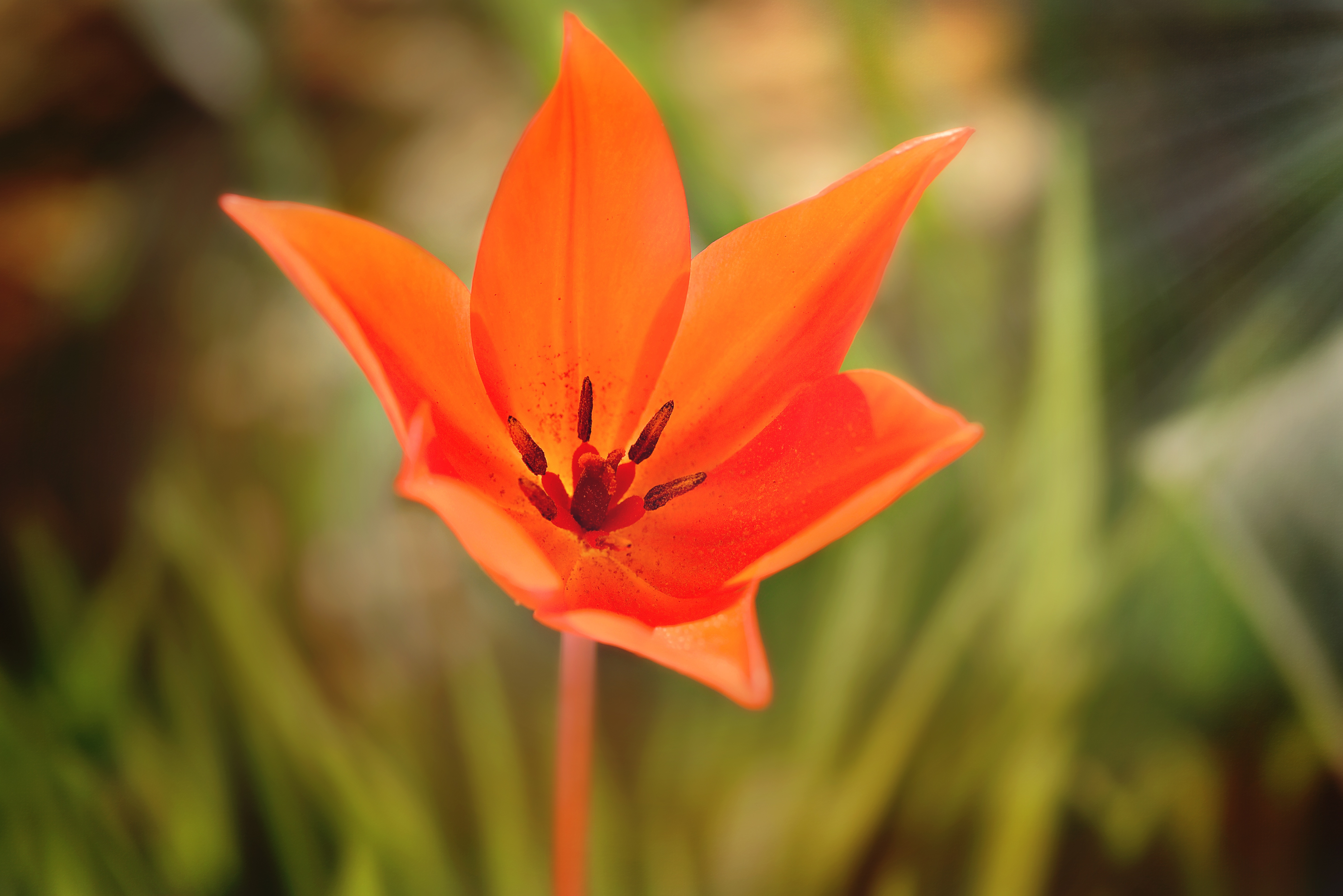 Star Tulip
