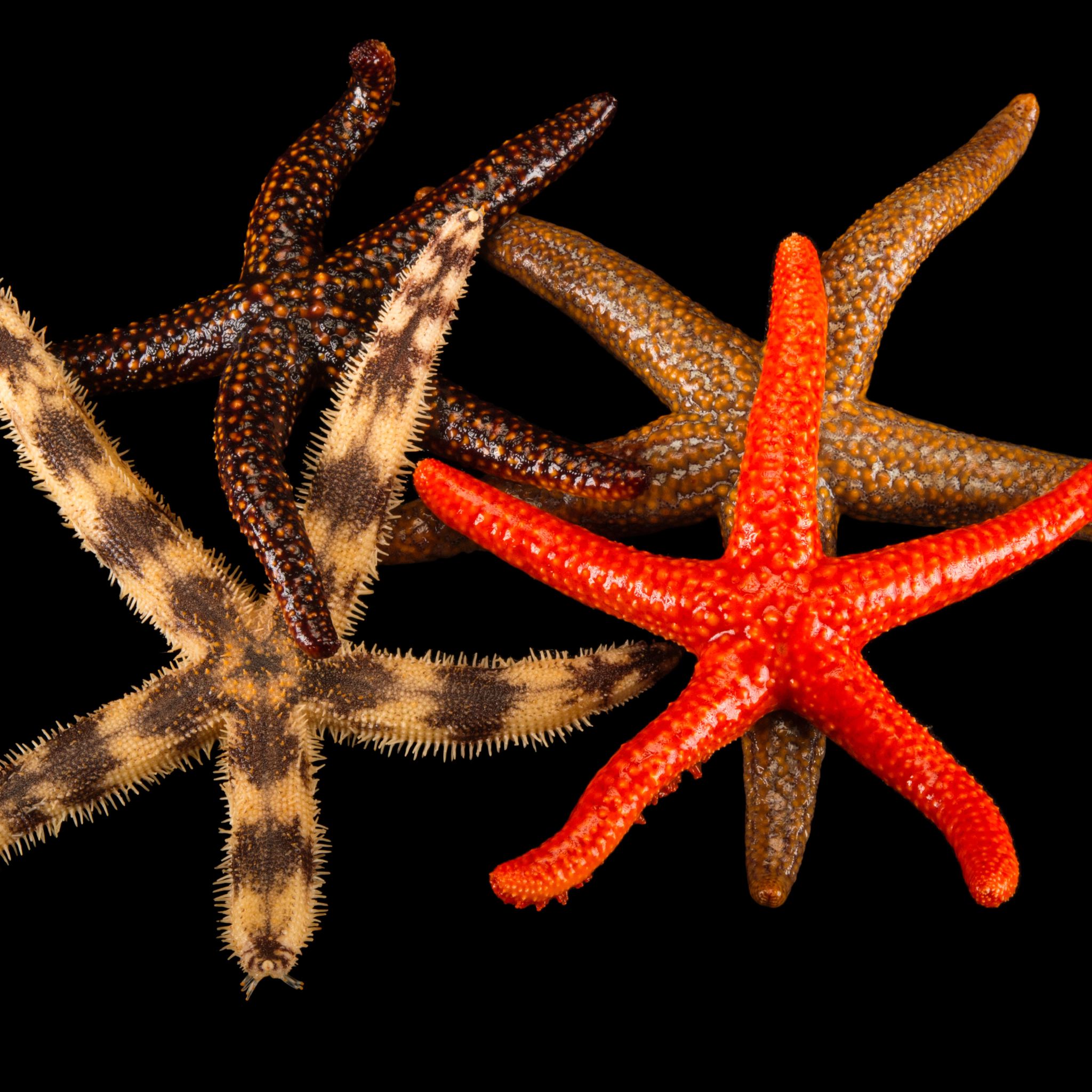 Starfish (Sea Stars) | National Geographic
