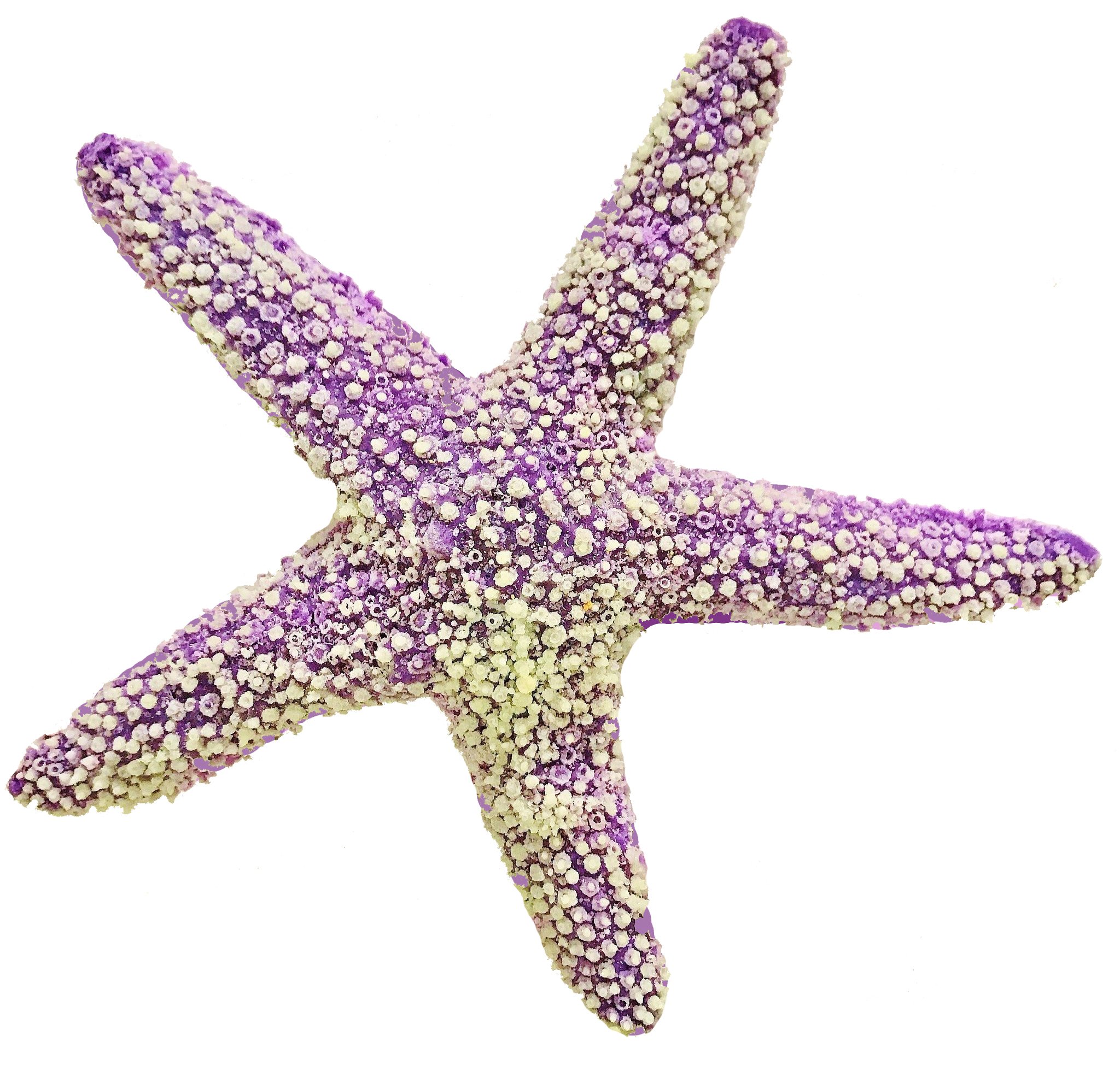 Purple Starfish - pisaster ochraceus #15101 - RocknReefs Inc. Starfish. 