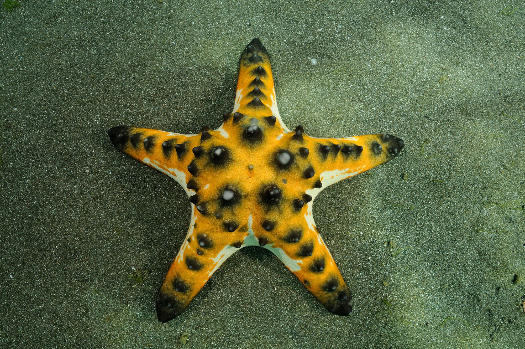 The Starfish and the Spider – FACILELOGIN