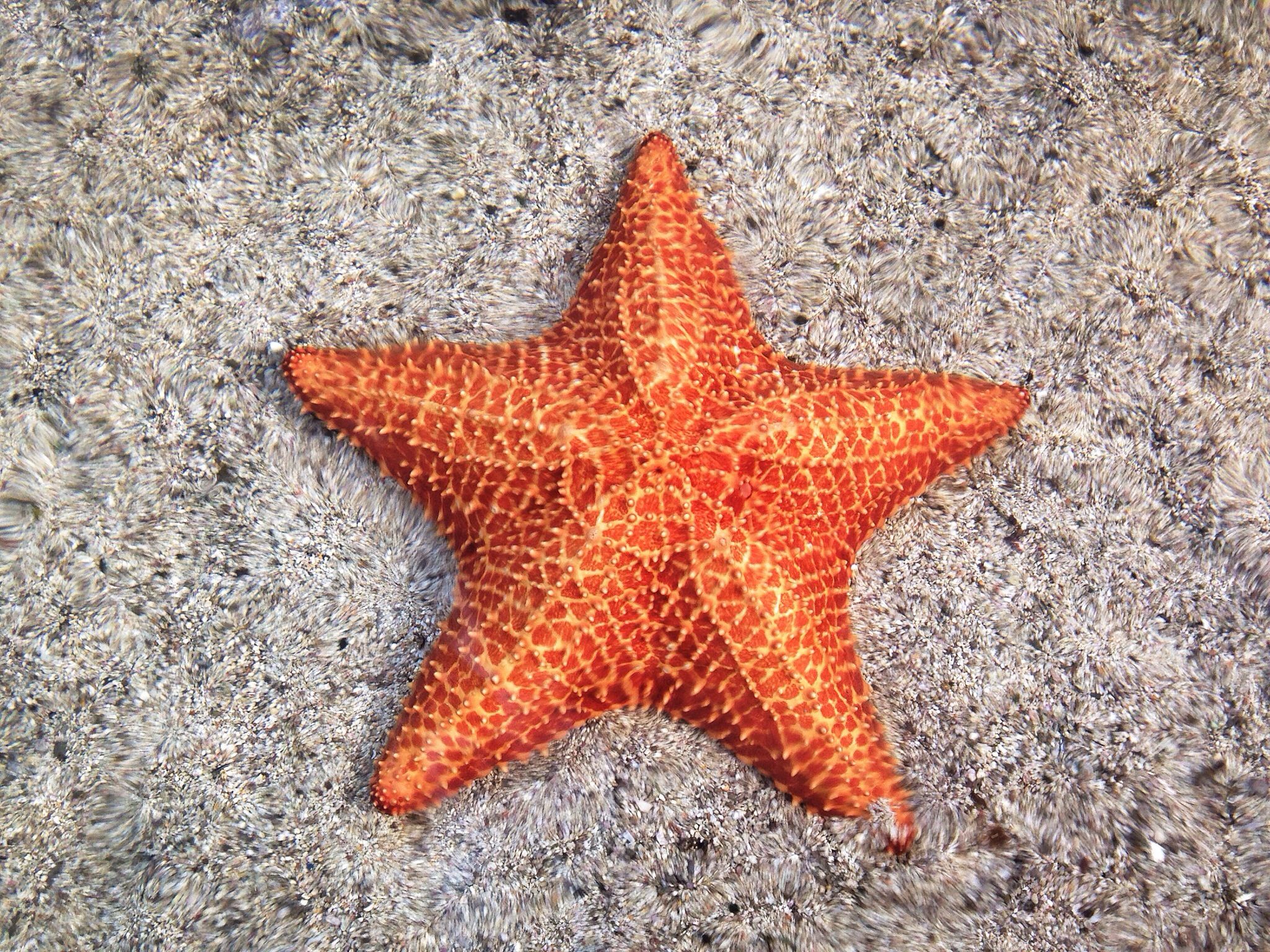 Starfish closeup photo