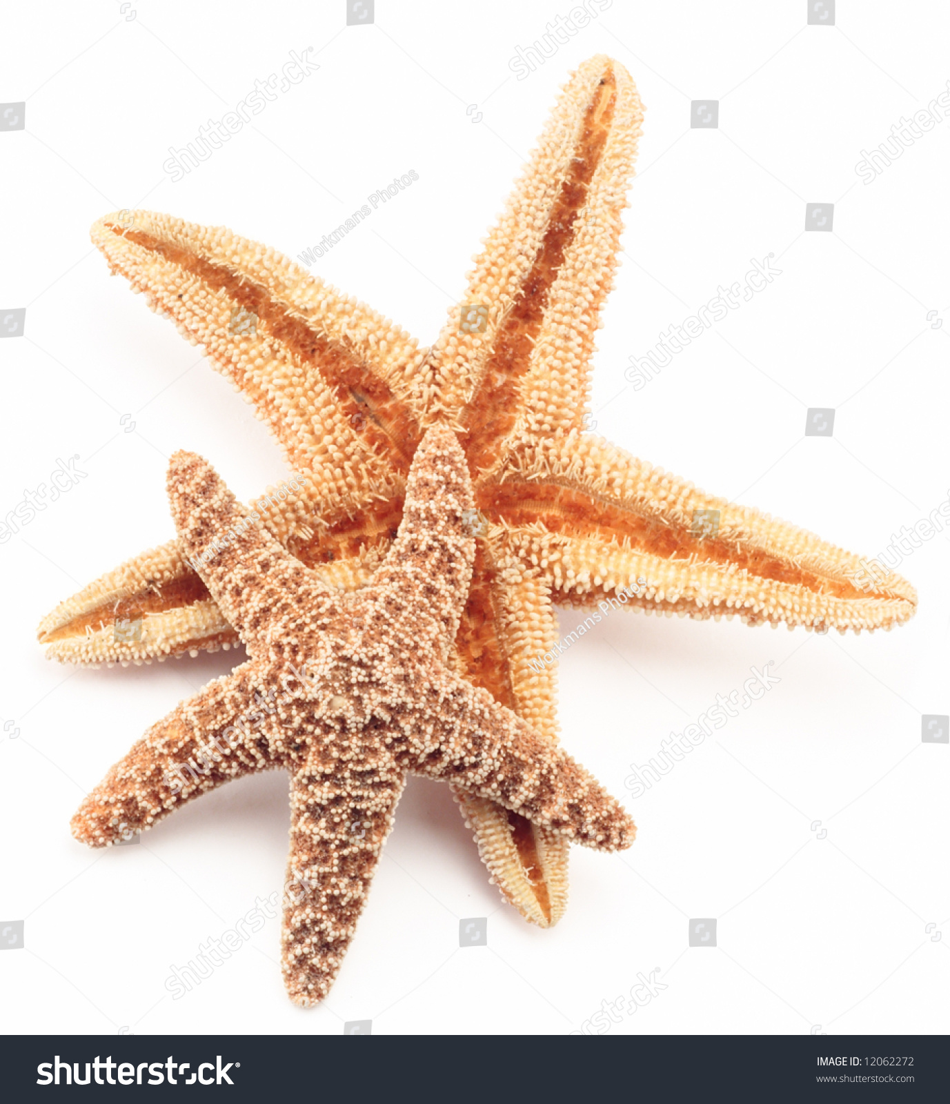 Starfish Two Close Detail Sea Life Stock Photo (Royalty Free ...