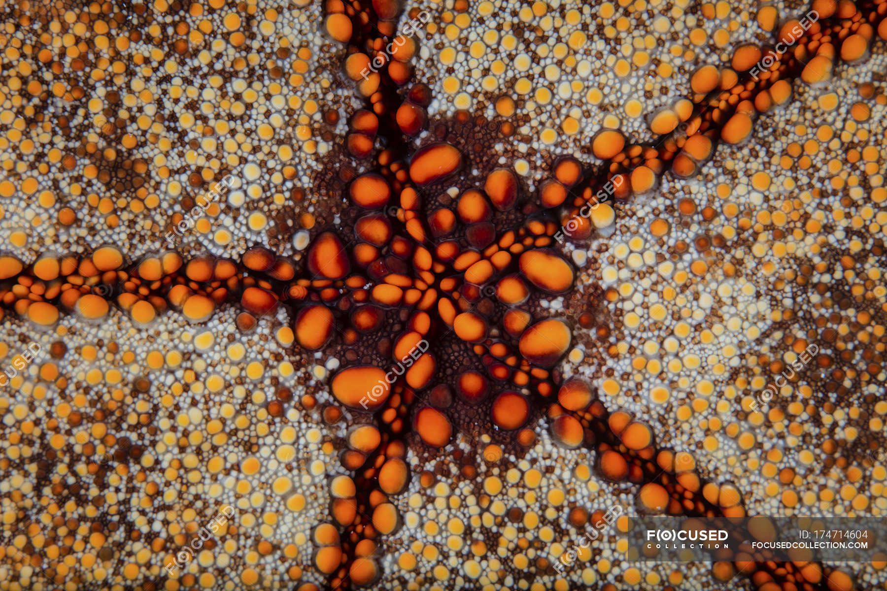 Pin cushion starfish closeup shot — Stock Photo | #174714604