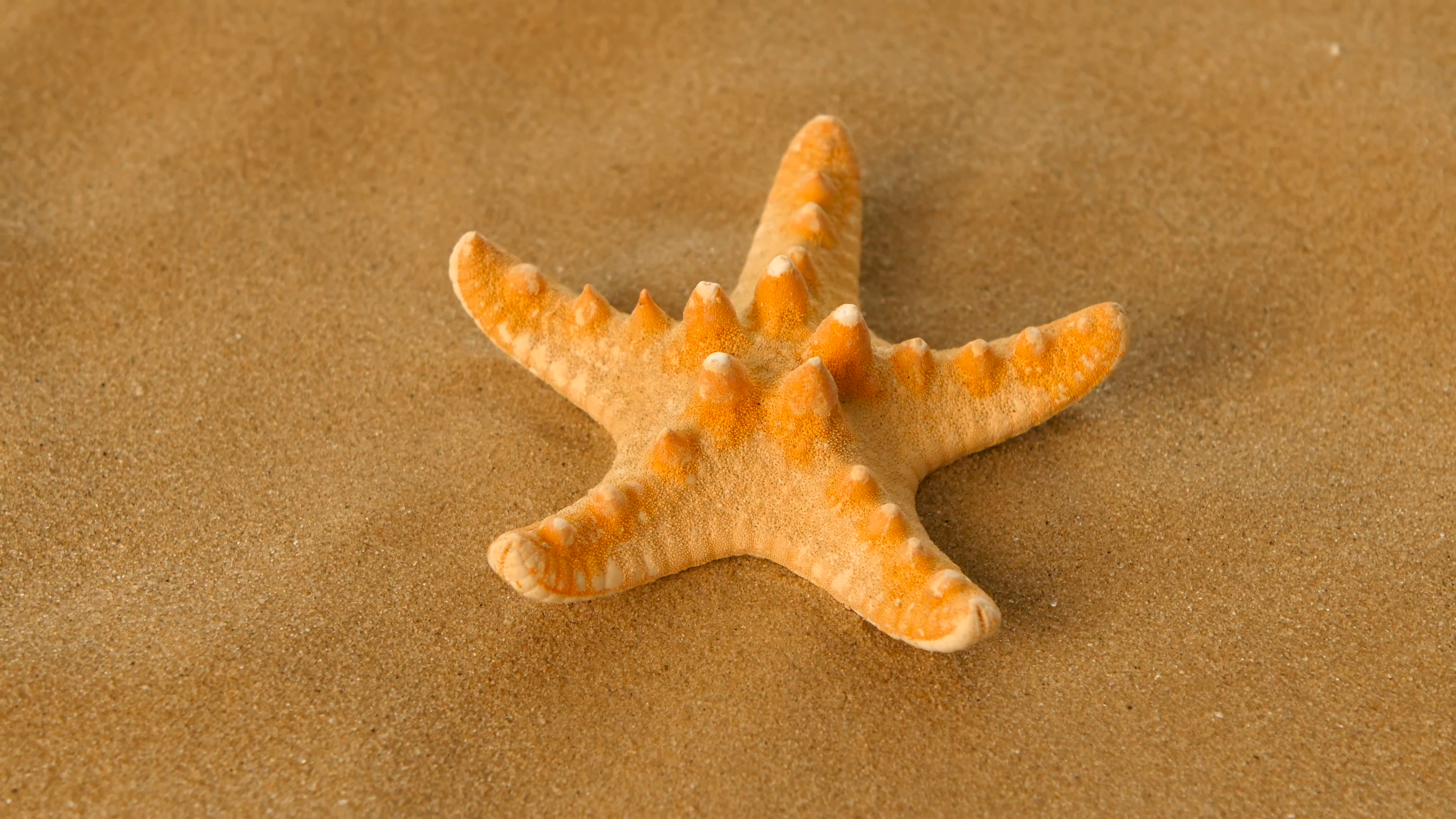 Small starfish on a sand beach, rotation, closeup Stock Video ...