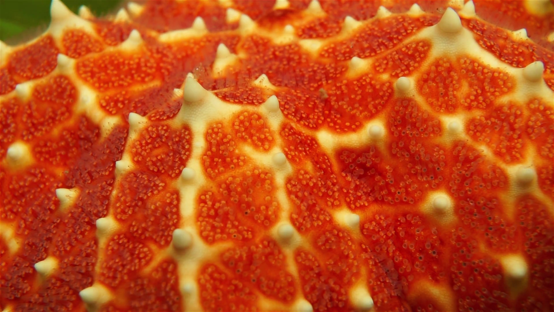 Starfish skin, close-up video of a Cushion sea star, Oreaster ...