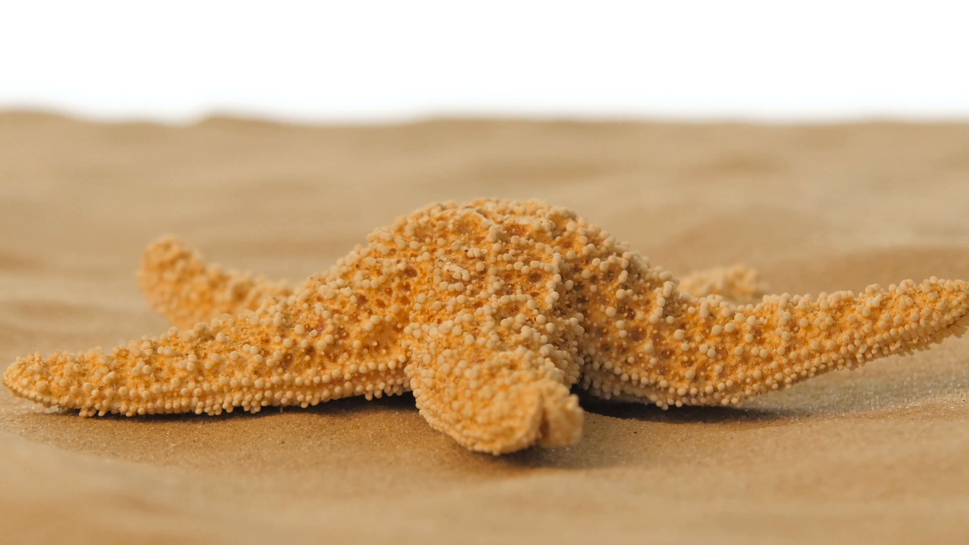 Sea star or starfish on the beach, white, rotation, closeup Stock ...