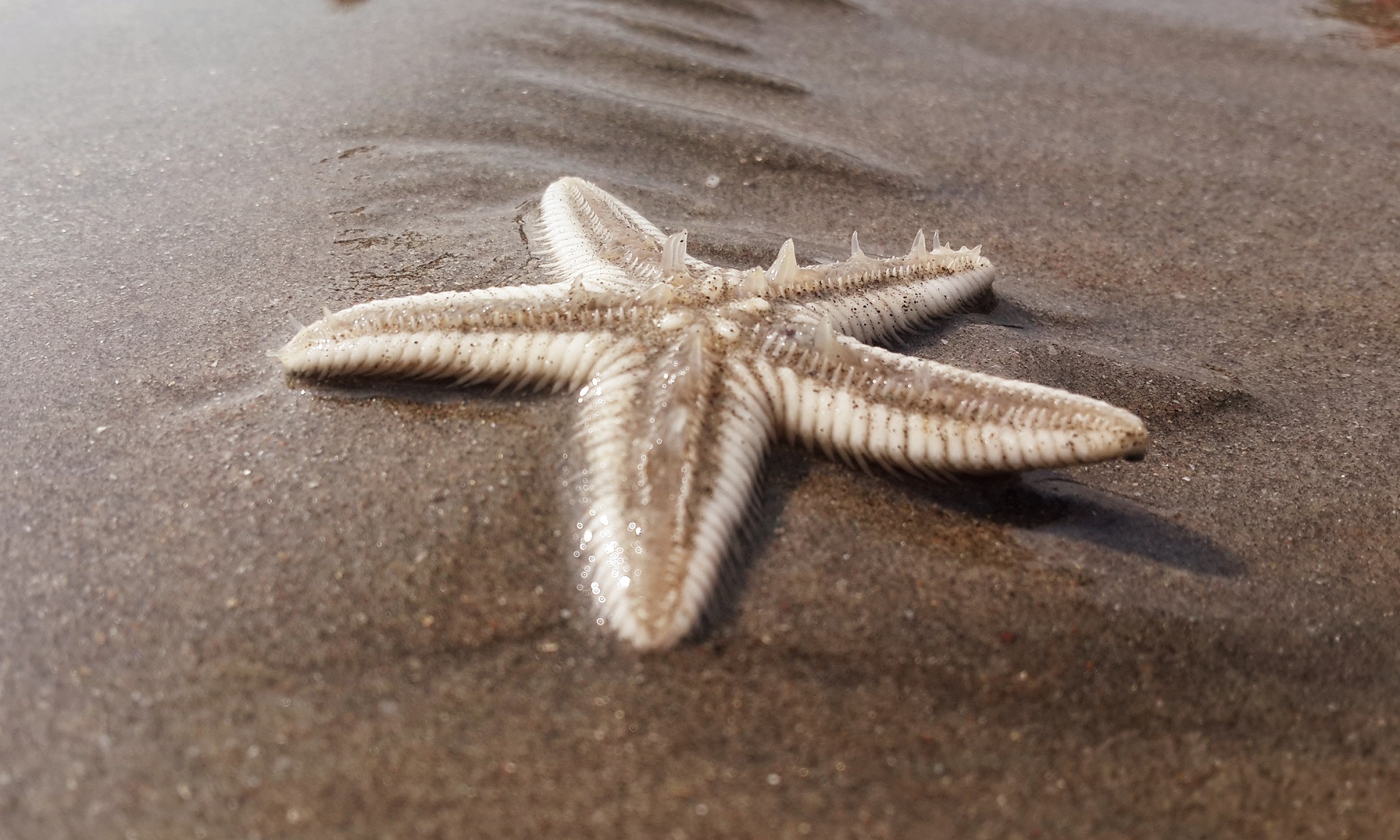 Starfish on the beach photo