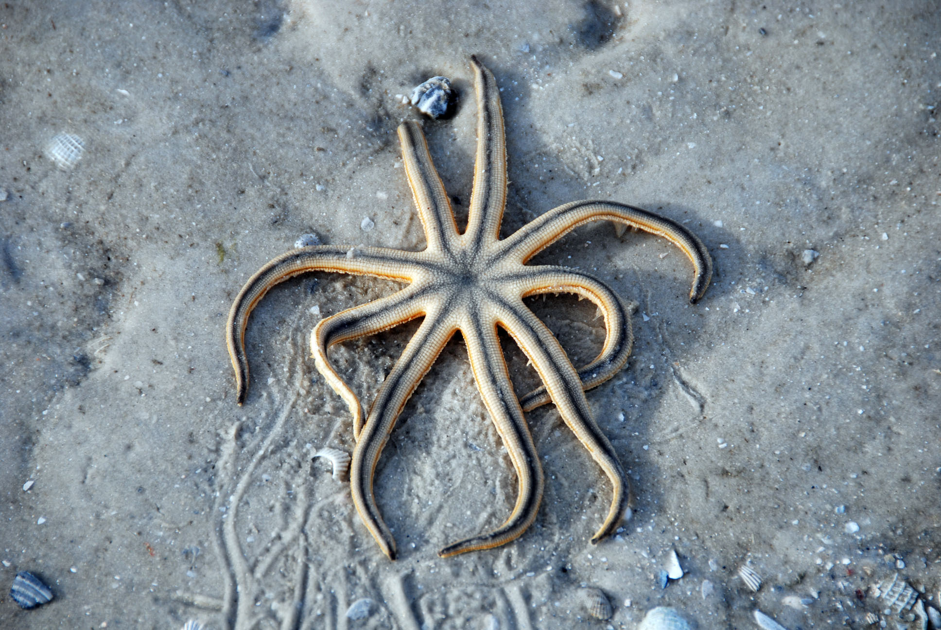 Starfish trapped on the sand, florida, j photo
