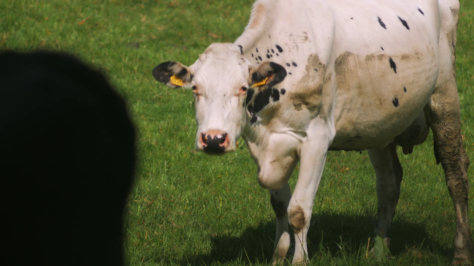 White dirty cow grazing and staring at the camera, 4k Panasonic gh4 ...