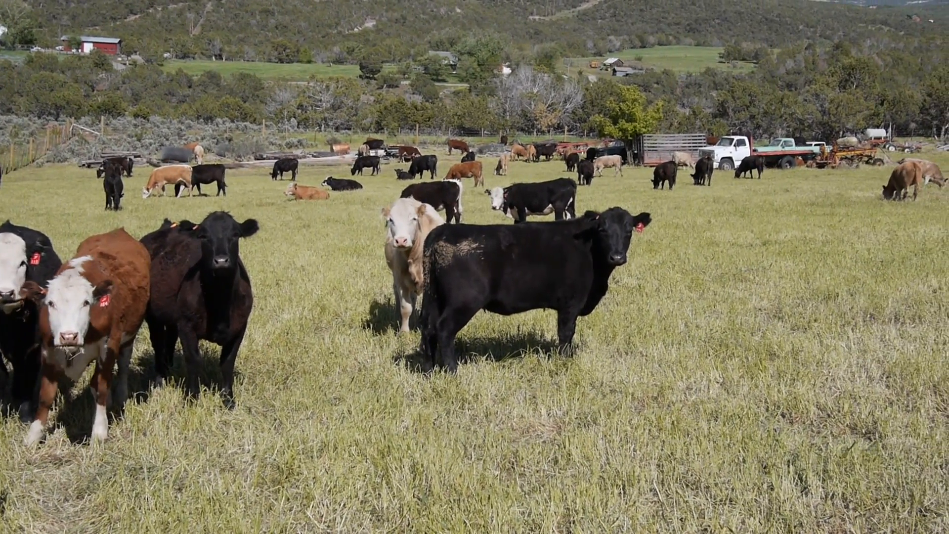 Cows staring at camera Stock Video Footage - VideoBlocks