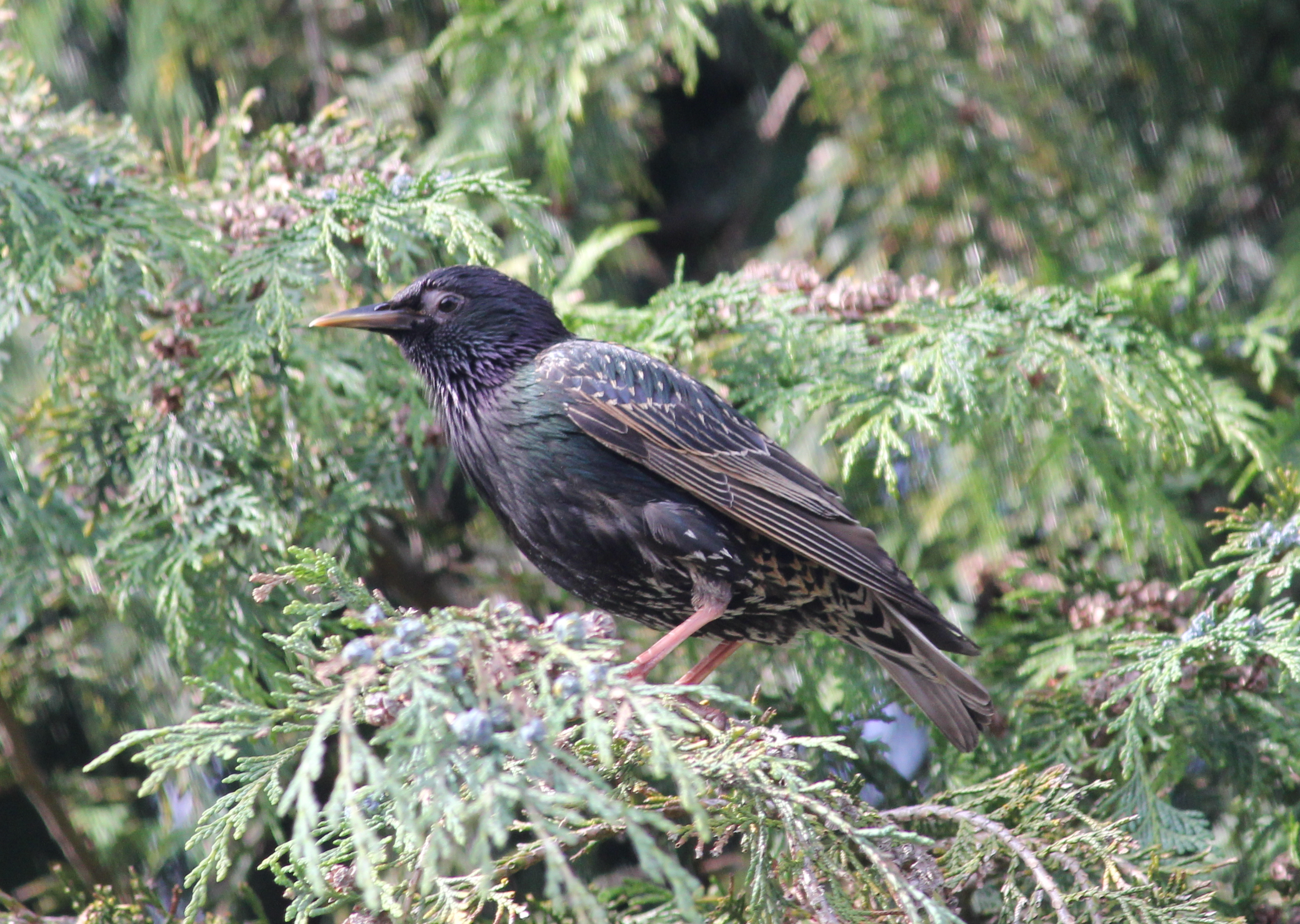 Starling In A Tree, Bird, Branch, Fly, Green, HQ Photo