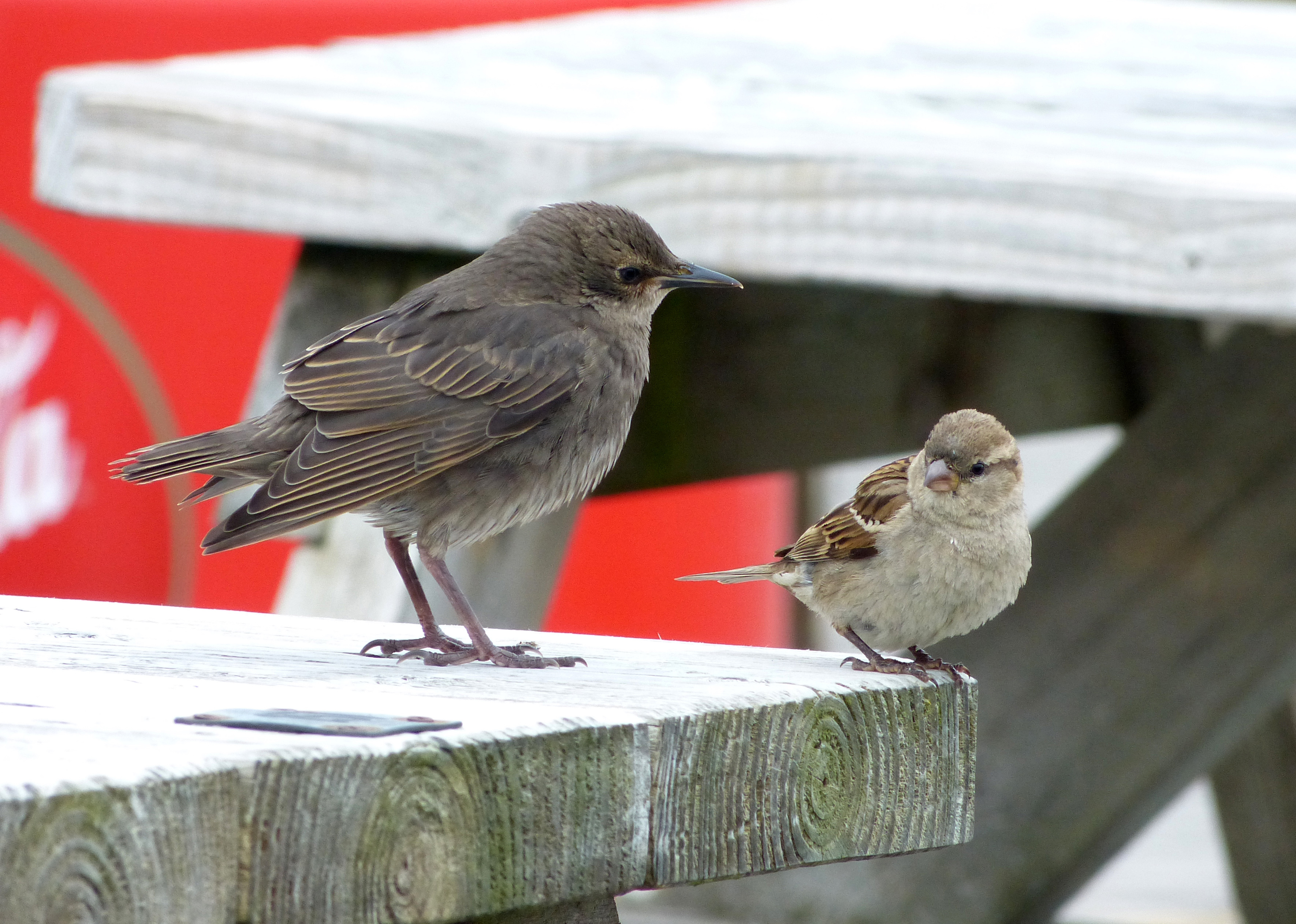 File:Starling Juvenile & House Sparrow (7481500430).jpg - Wikimedia ...