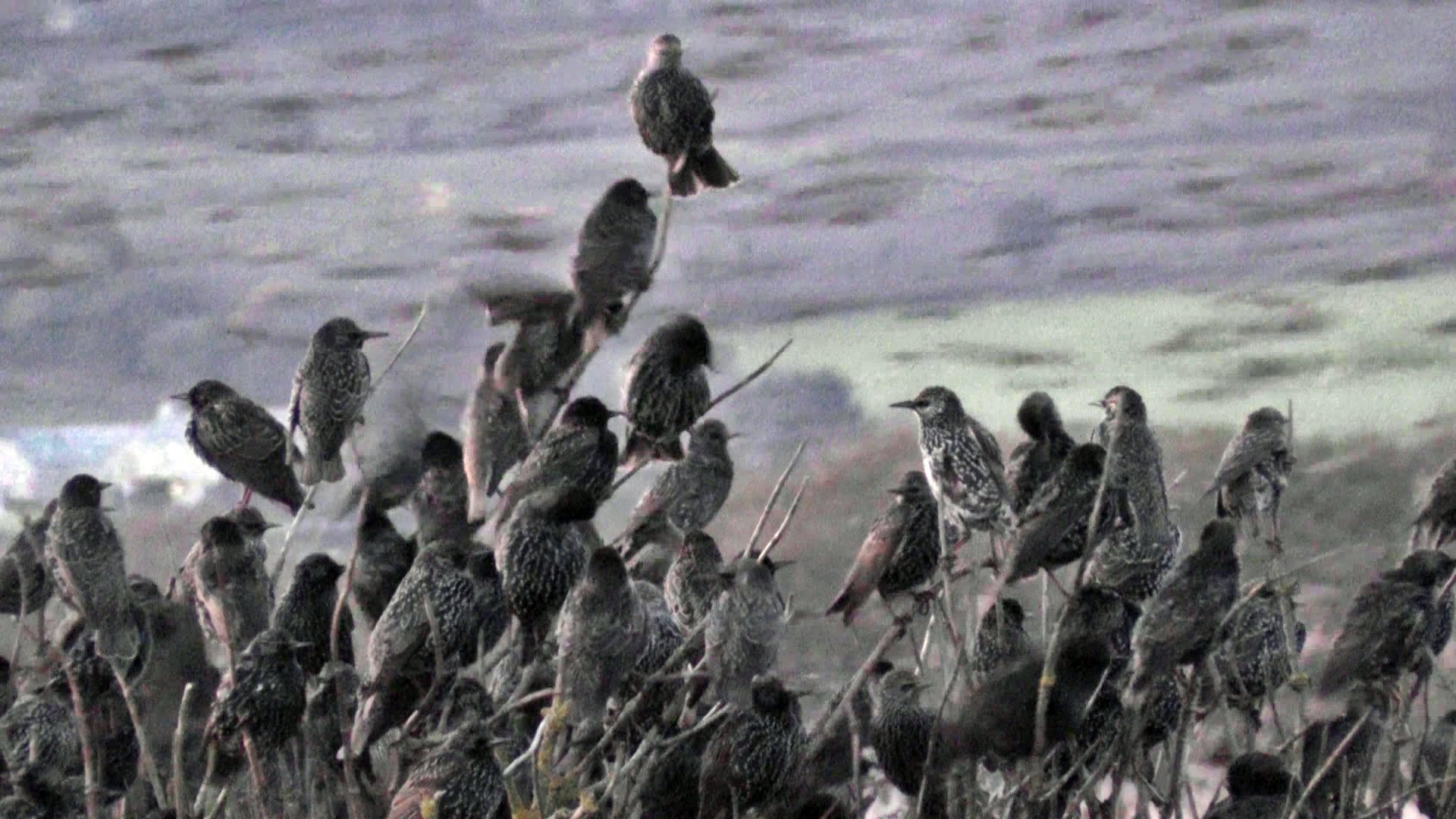Starlings roosting photo