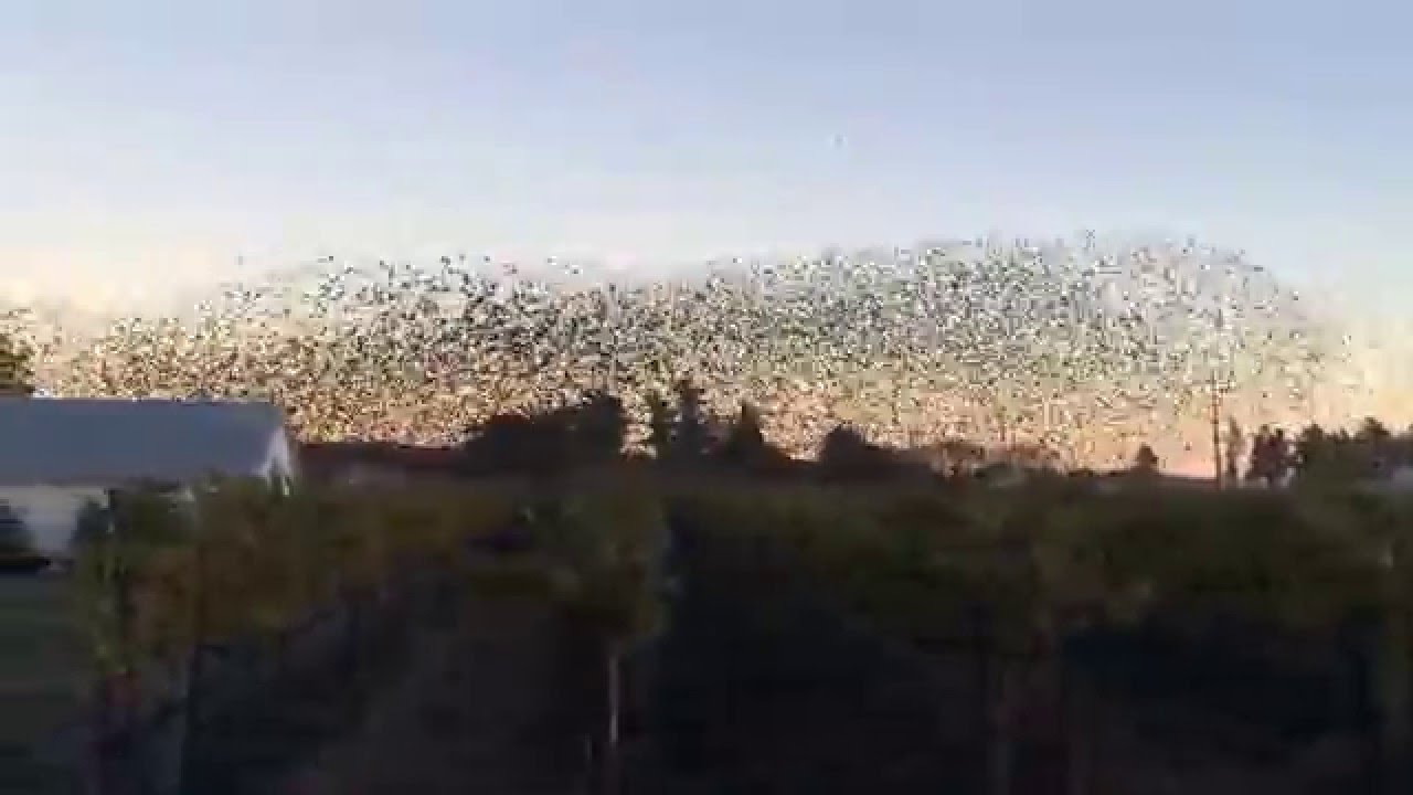 Massive Starling Swarm (