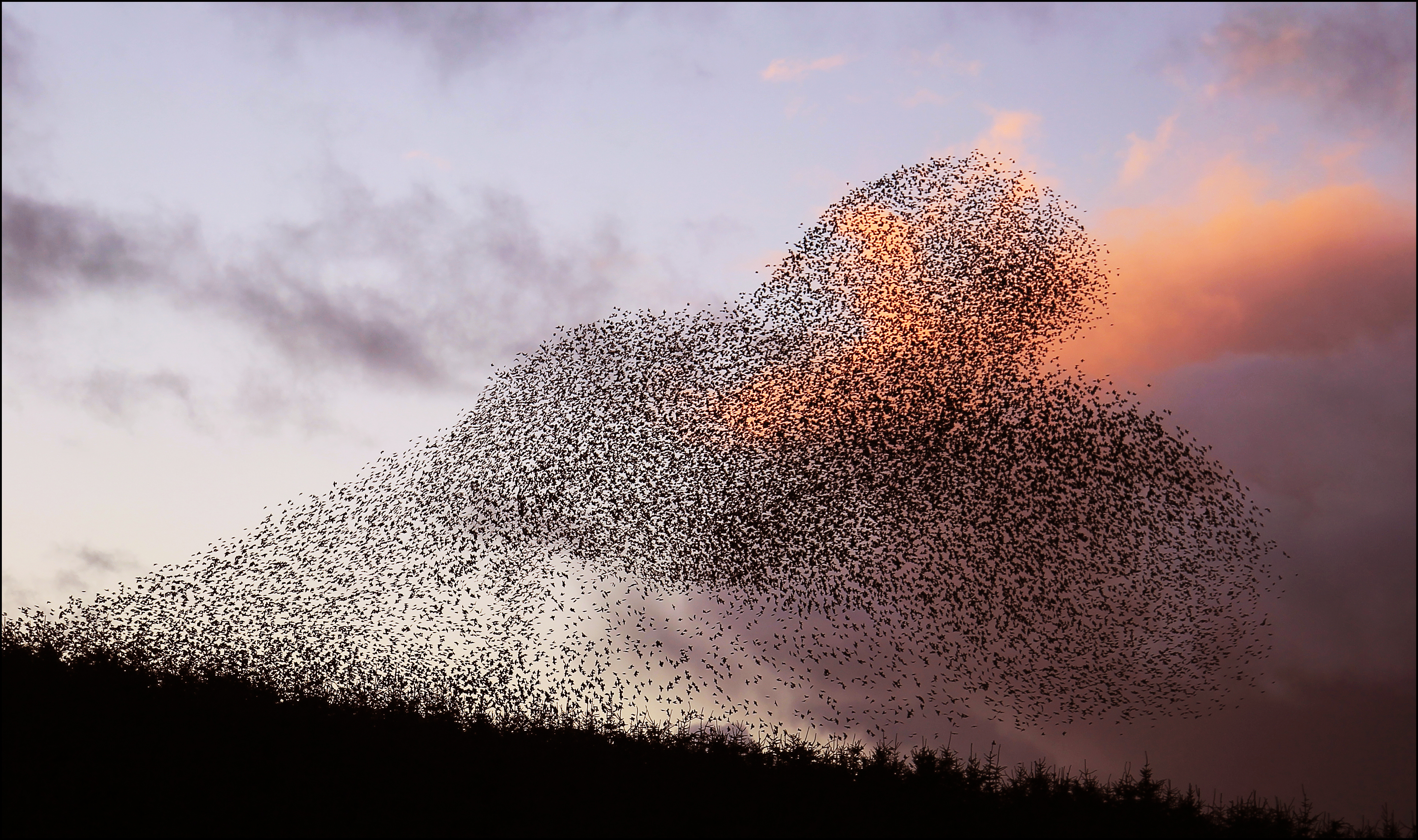 Starling murmuration Llandegley roost | Radnor Bird Blog
