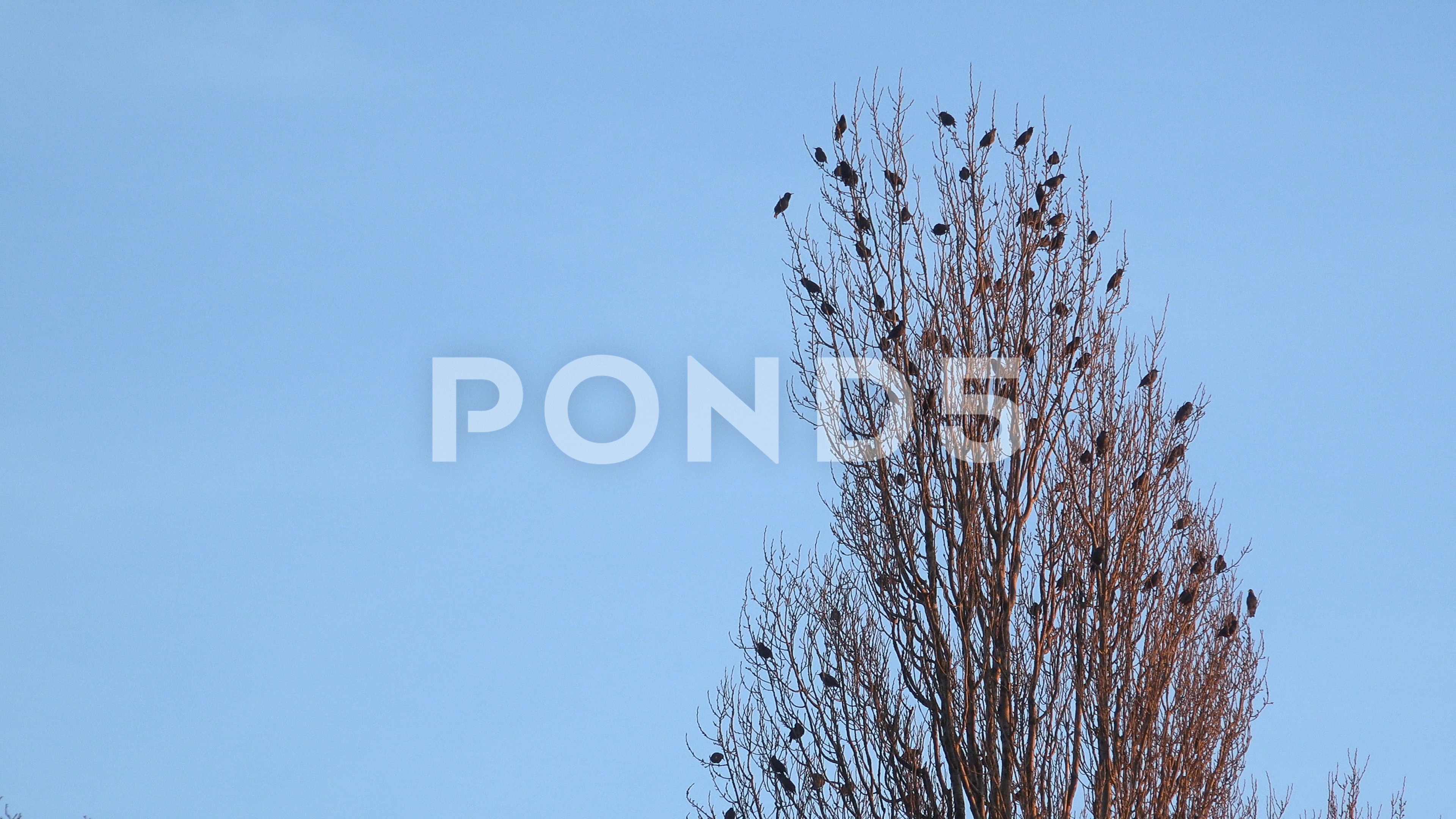 Starlings roosting in the top of a tree 4K ~ Video #83793455