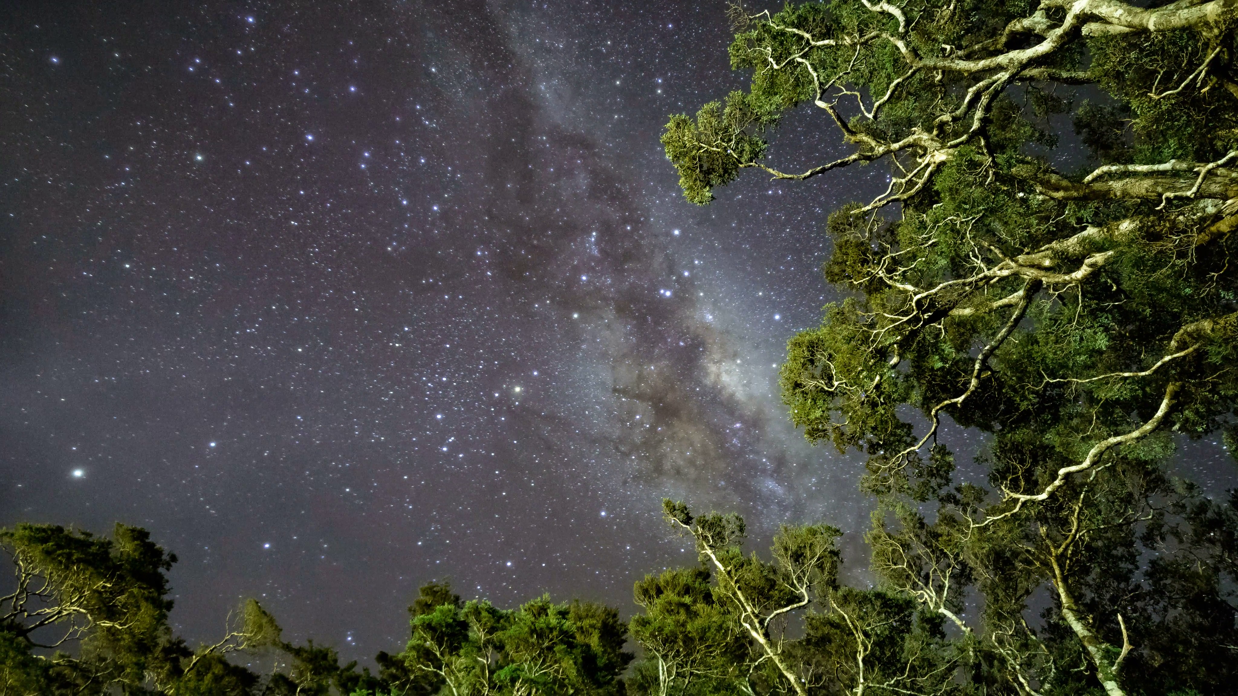 Timelapse of milky way rotating on clear night sky above tree tops ...