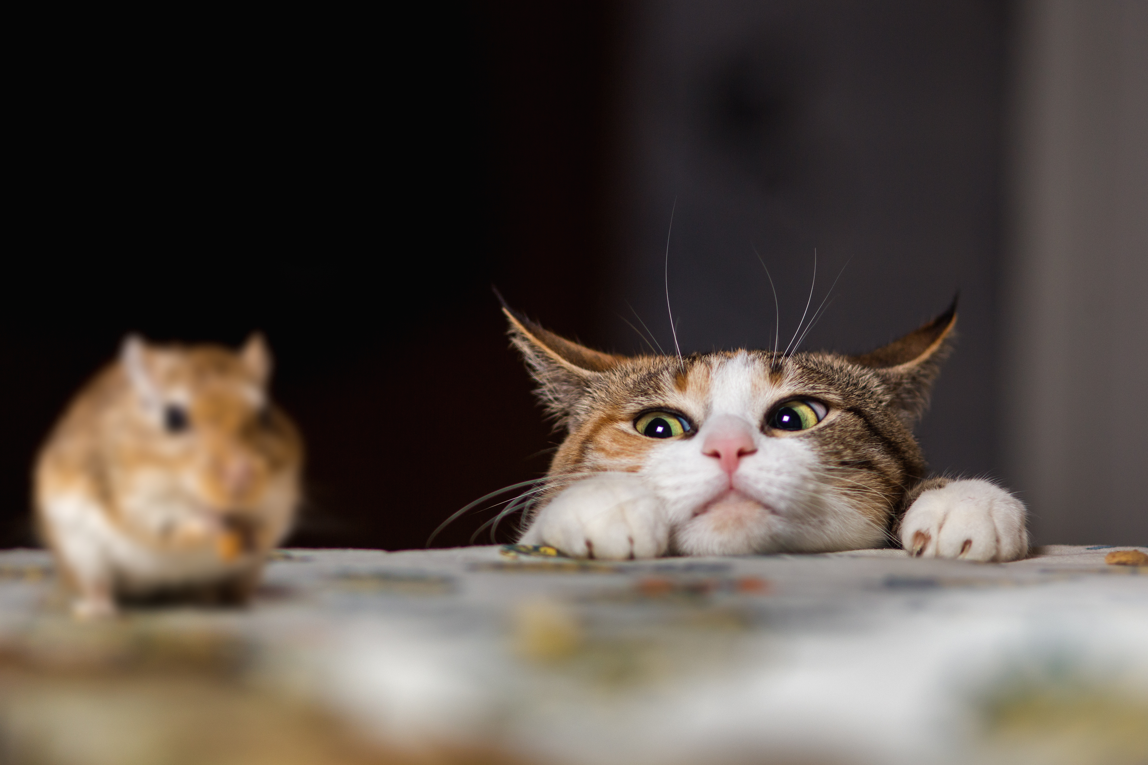 This stealthy cat-and-mouse hacking campaign aims to steal ...