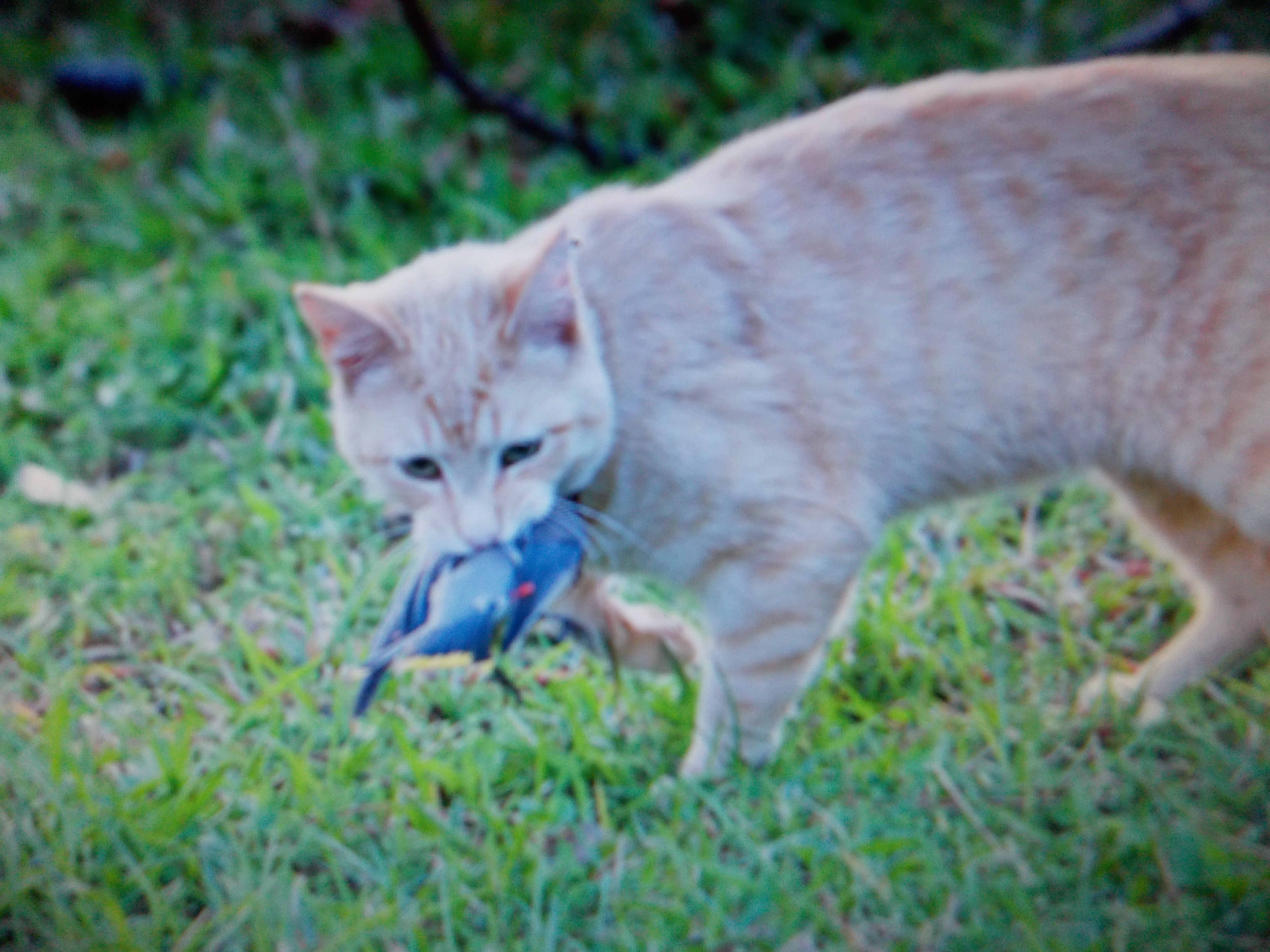 Cat's : Stealthy Killer, Family Pet, Or Both? « Hunting with Mike