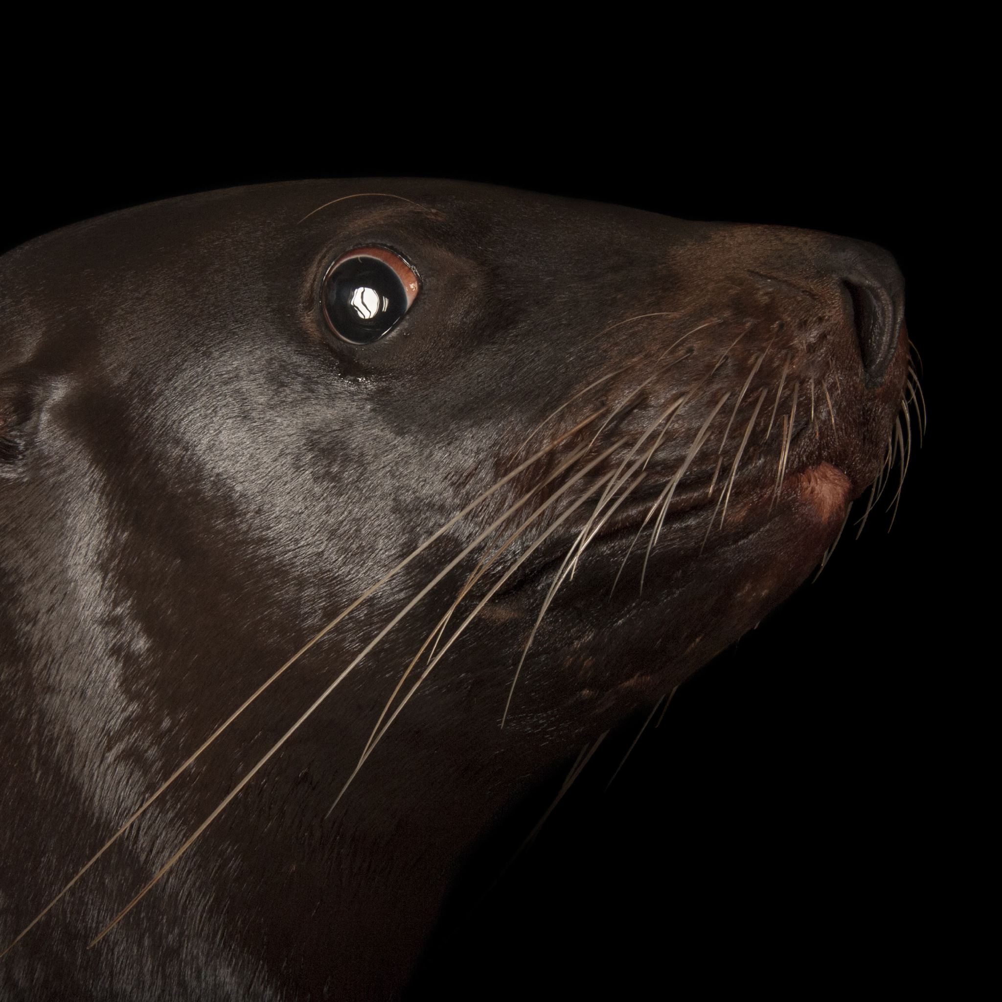 Steller Sea Lion | National Geographic